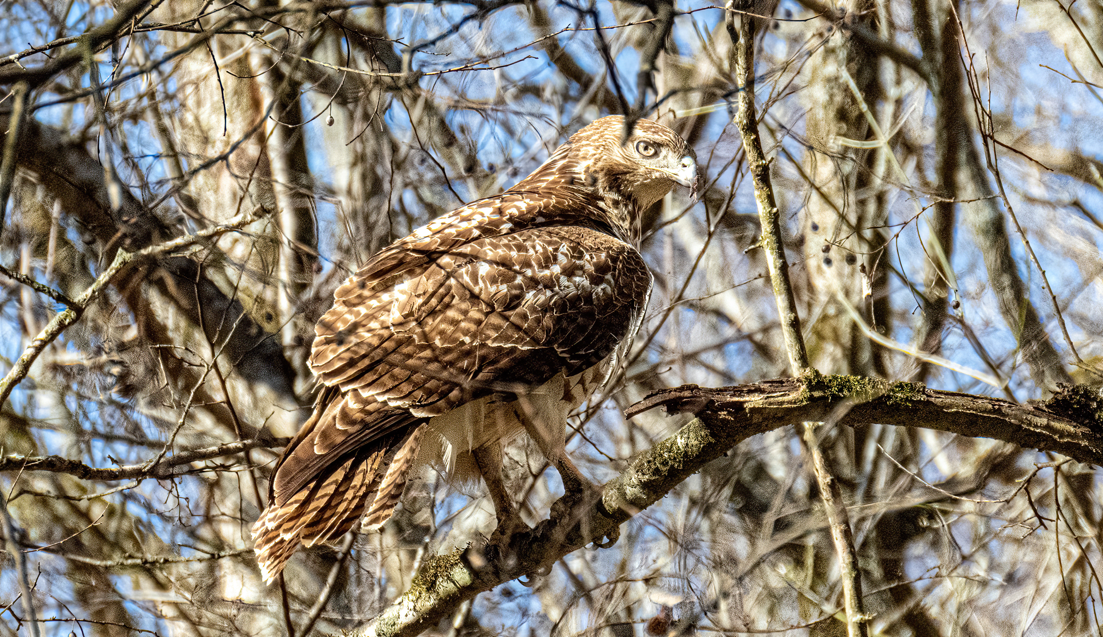 Red-shouldered Hawk