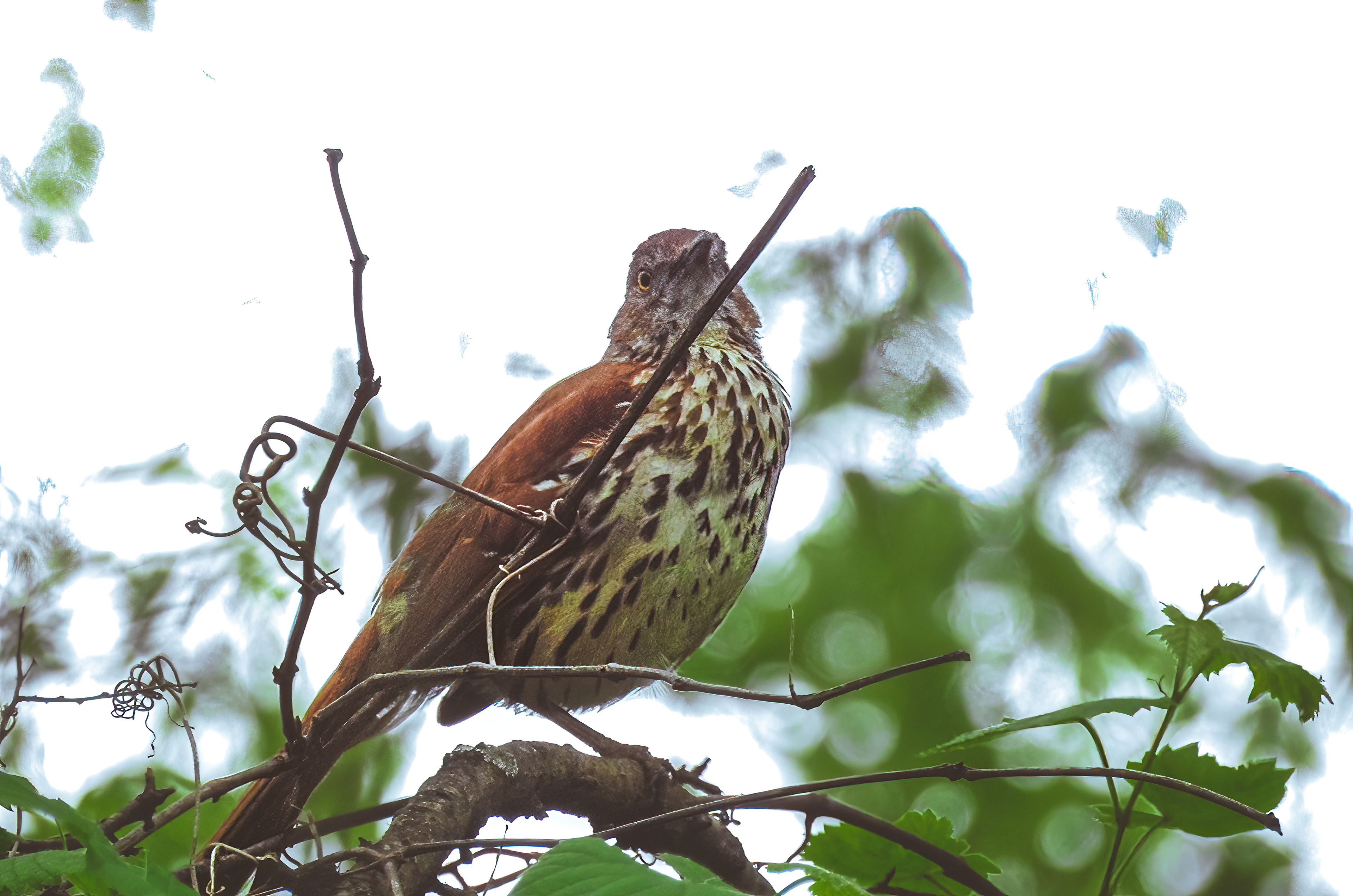 Brown Thrasher