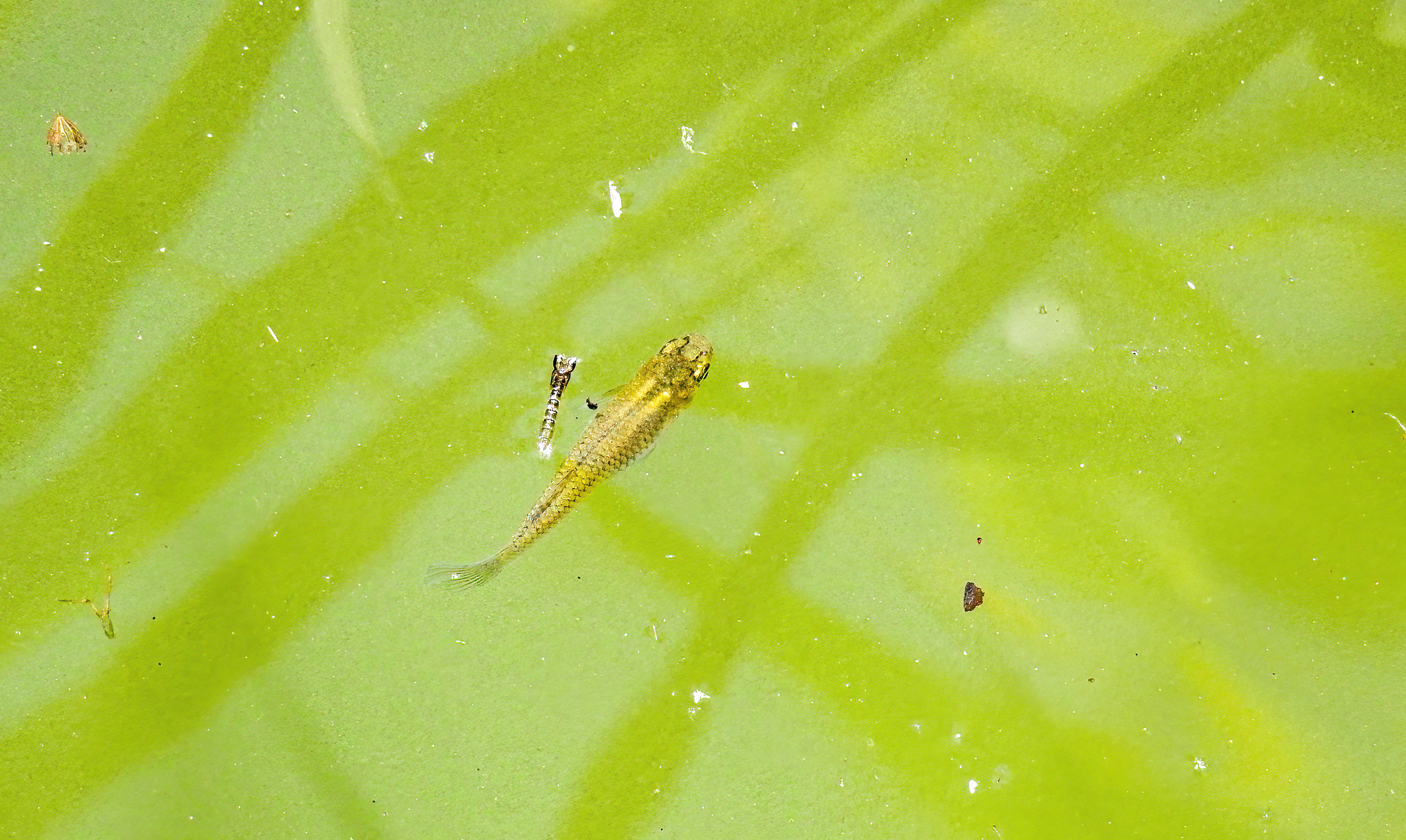 Minnow