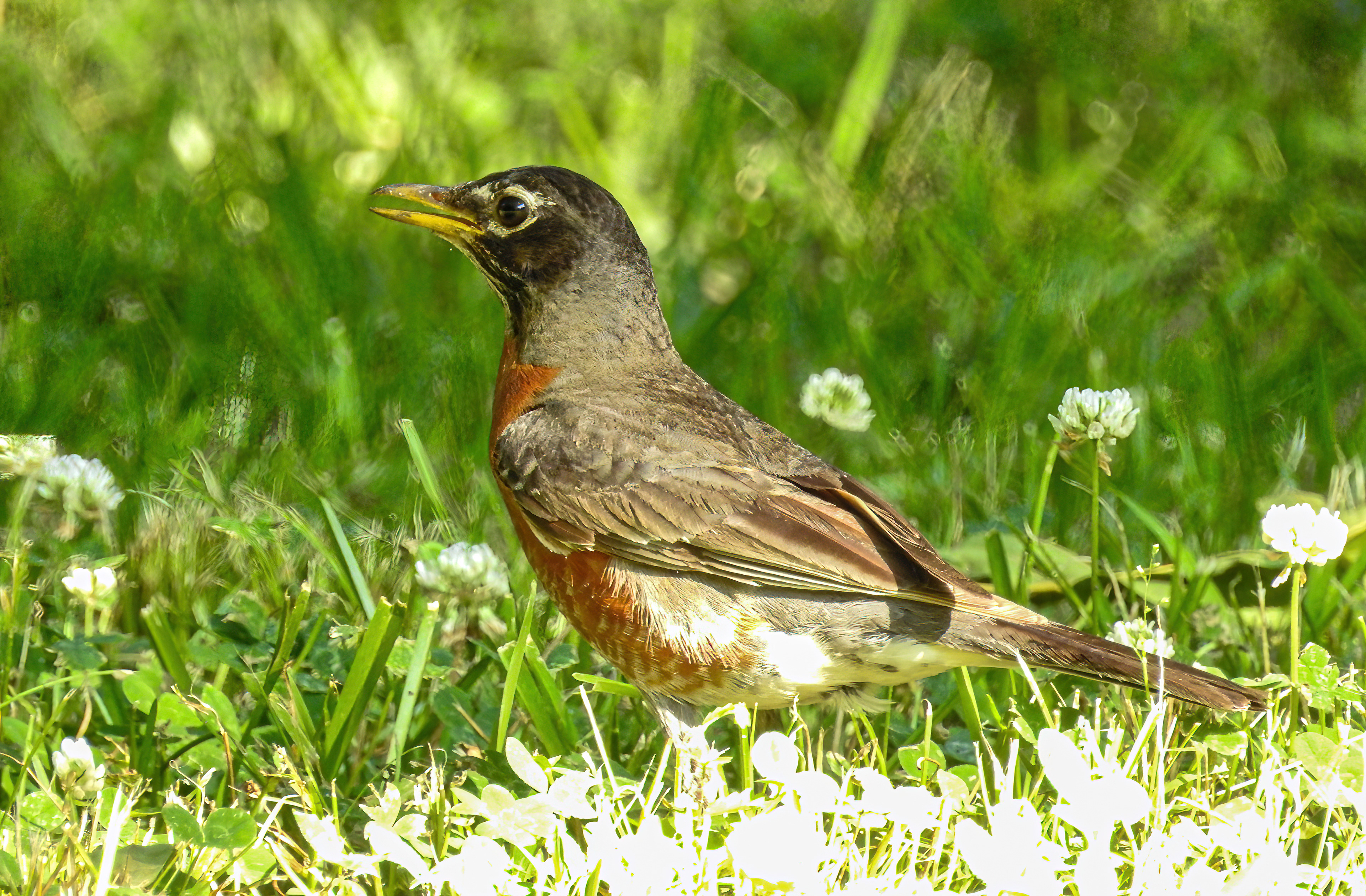 American Robin
