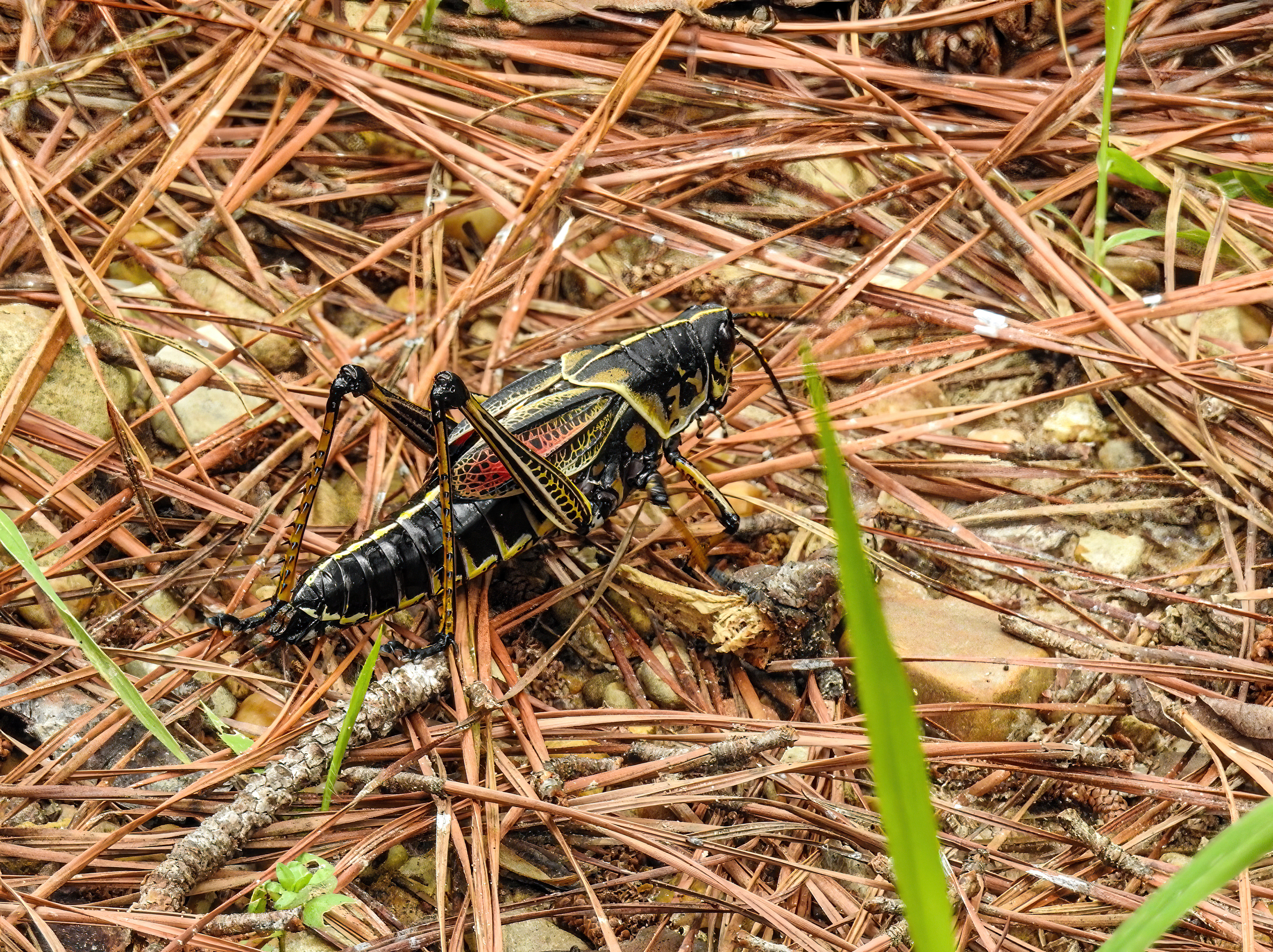 Eastern Lubber Grasshopper
