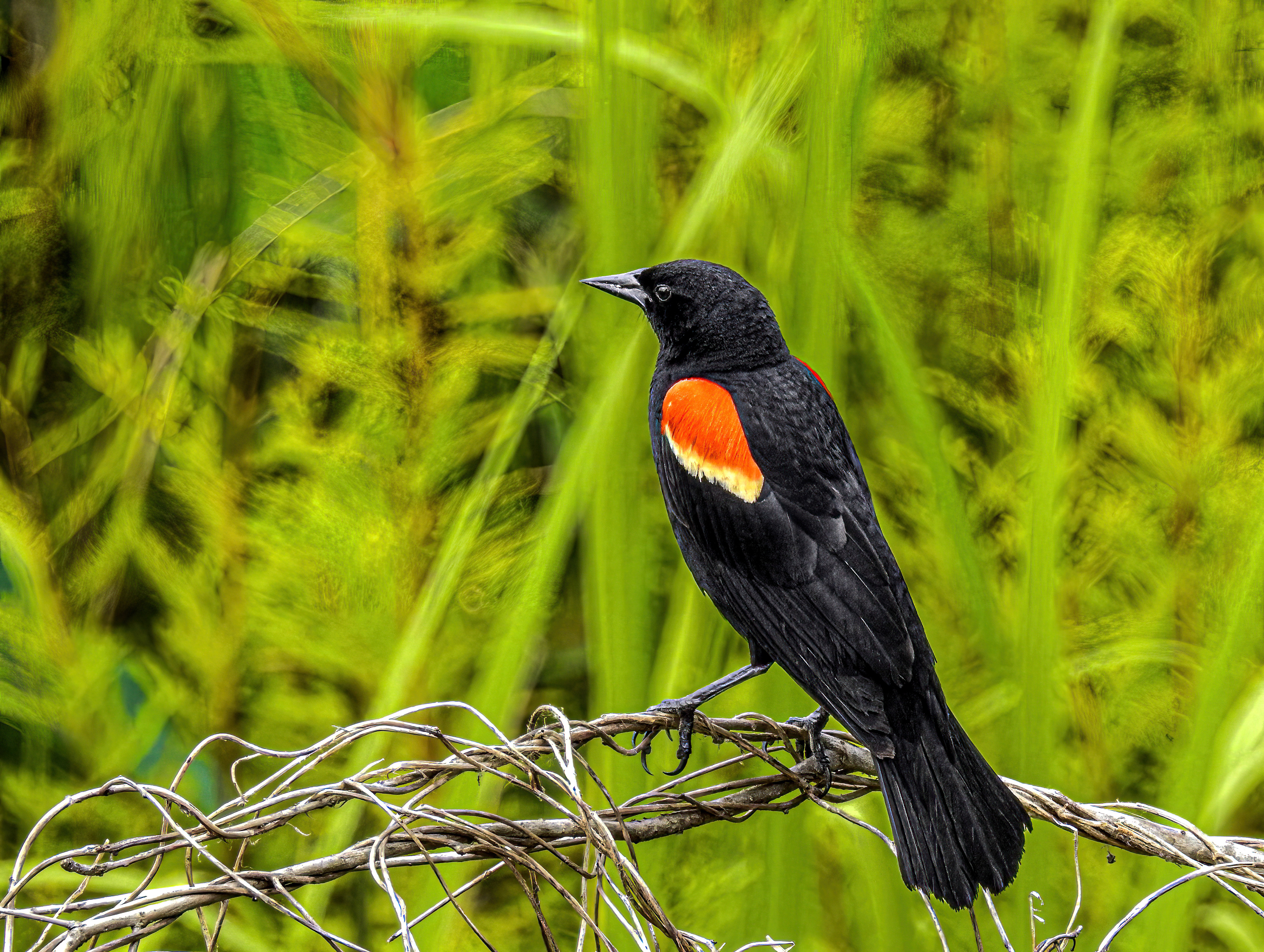 Red-wing Blackbird