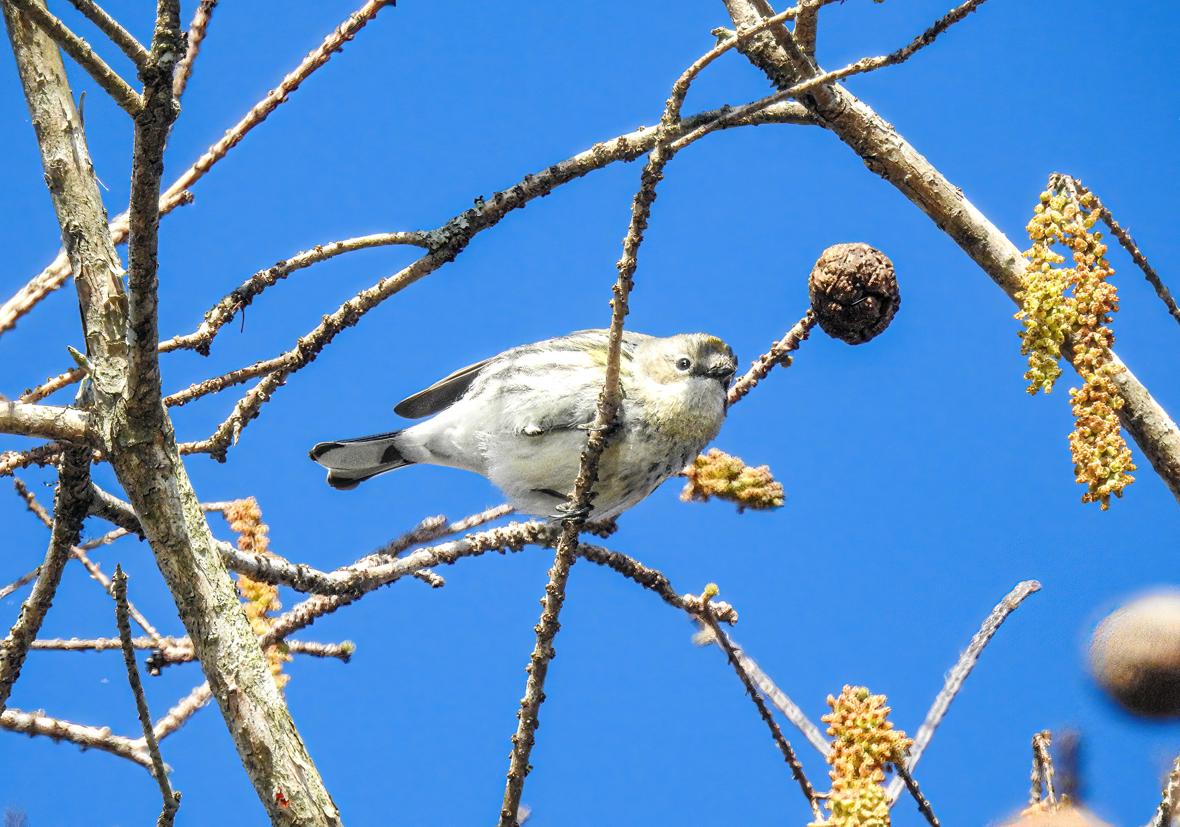 Myrtle Warbler