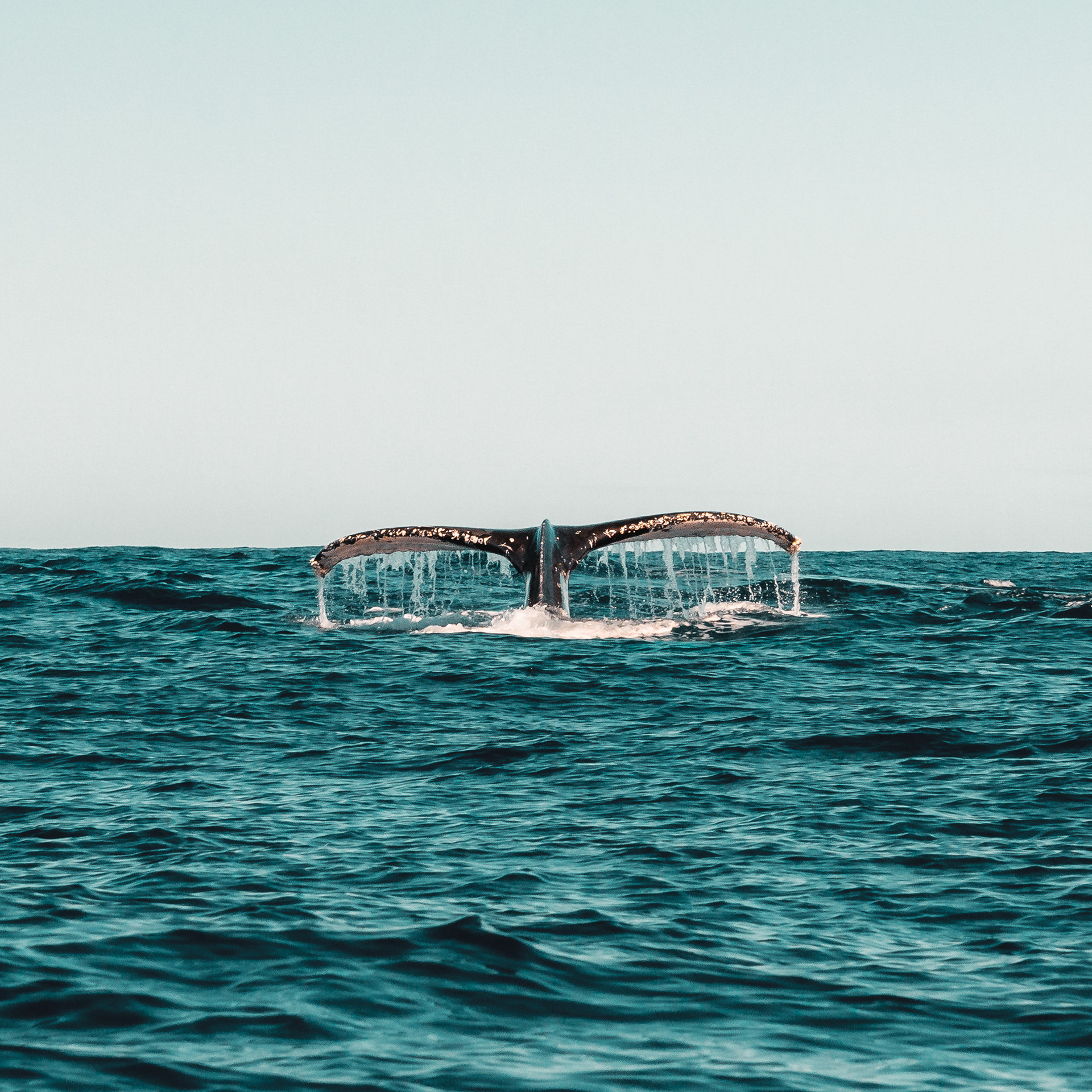 Chasing Humpback Whales (14) | © All rights reserved