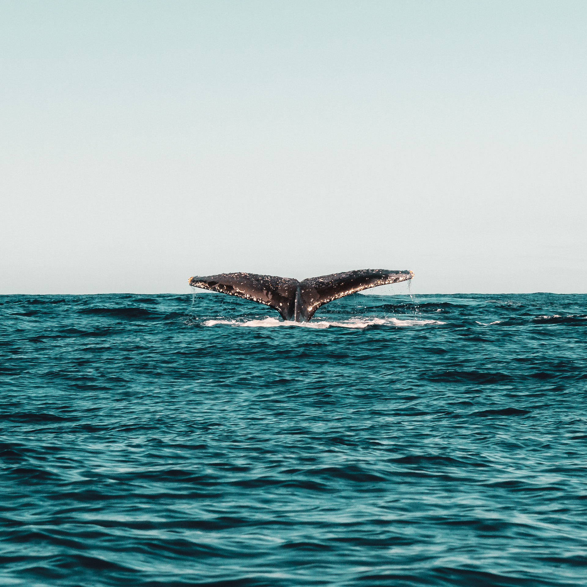 Chasing Humpback Whales (15) | © All rights reserved