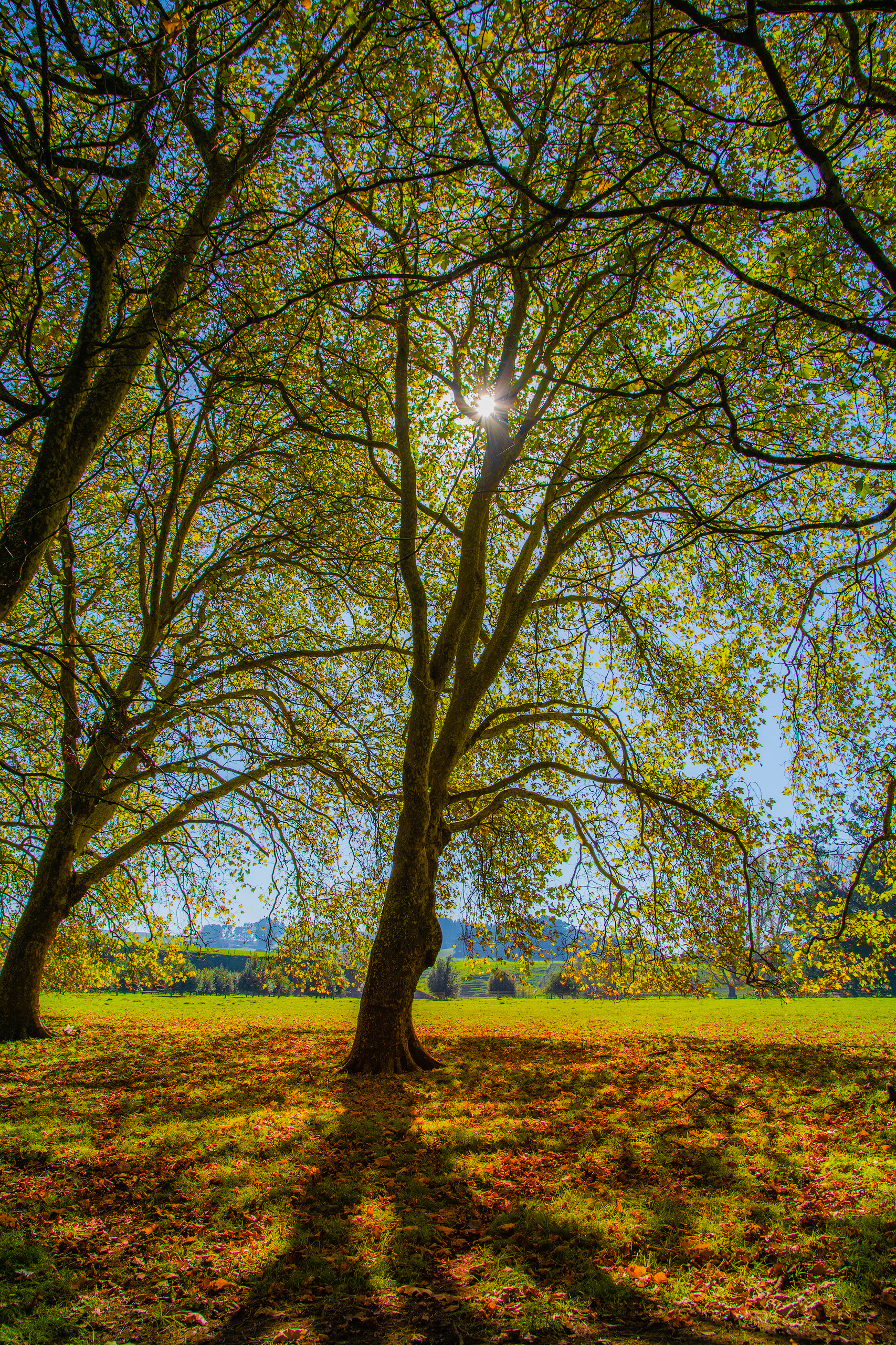 Wallingford Oak Trees | © All rights reserved