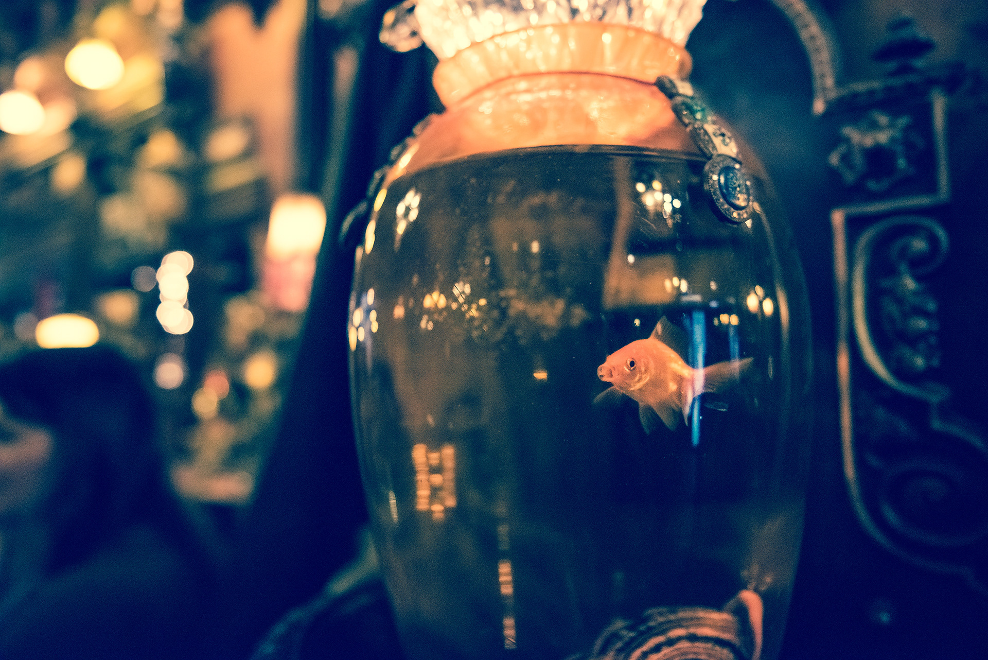 Gold Fish | © All rights reserved