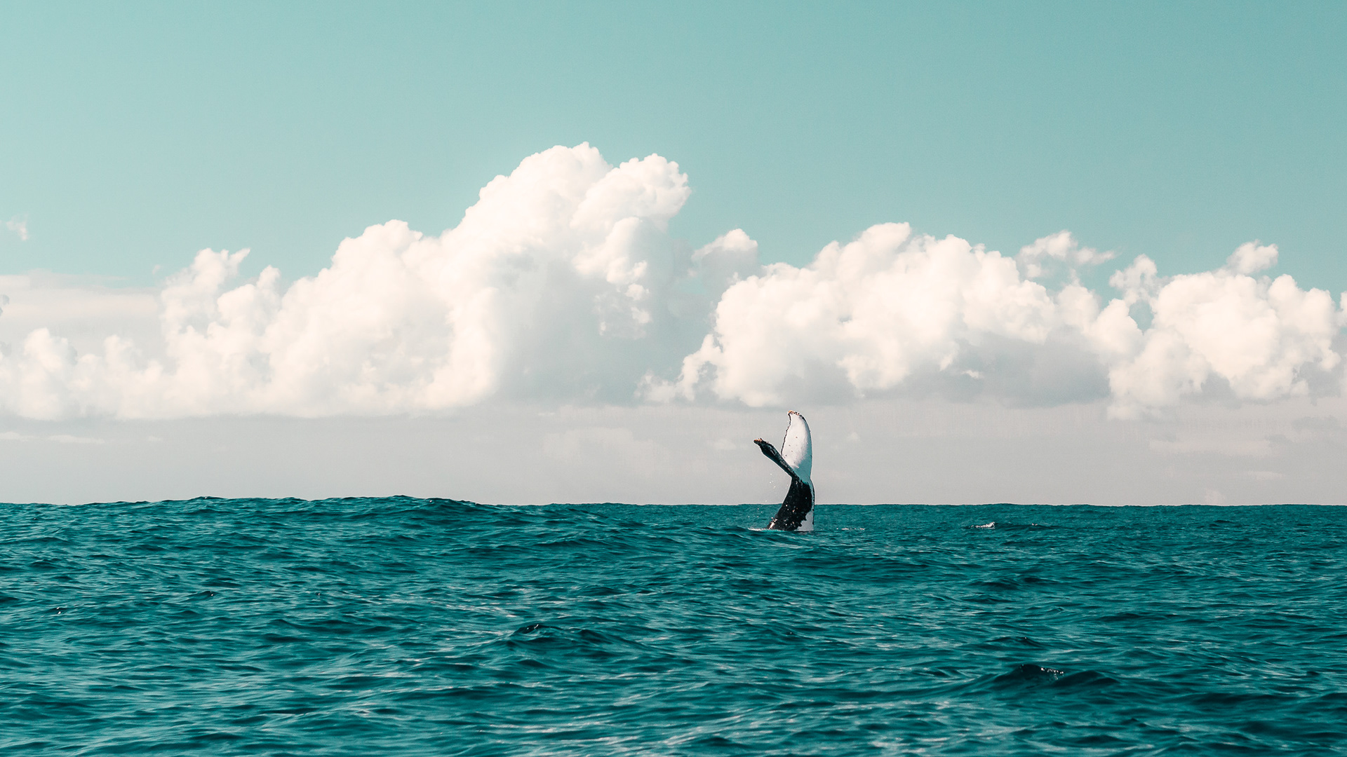 Chasing Humpback Whales (9) | © All rights reserved