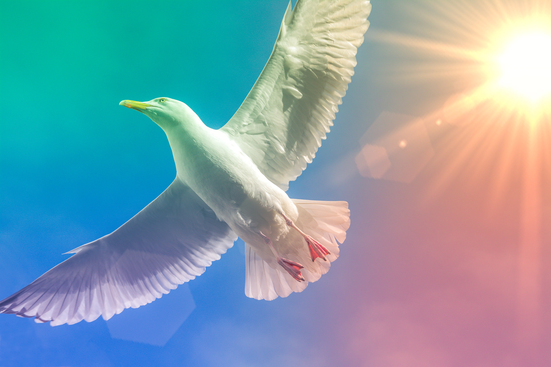 Brighton Seagull | © All rights reserved