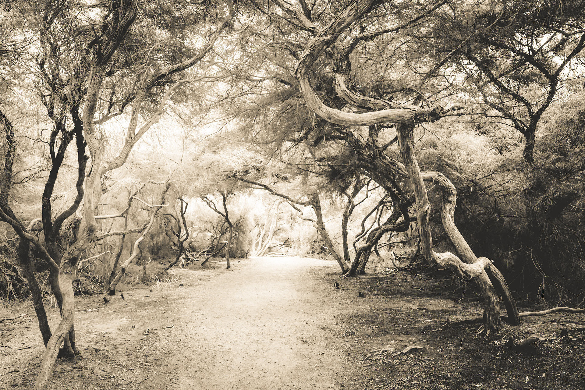 Twisted Trees | © All rights reserved