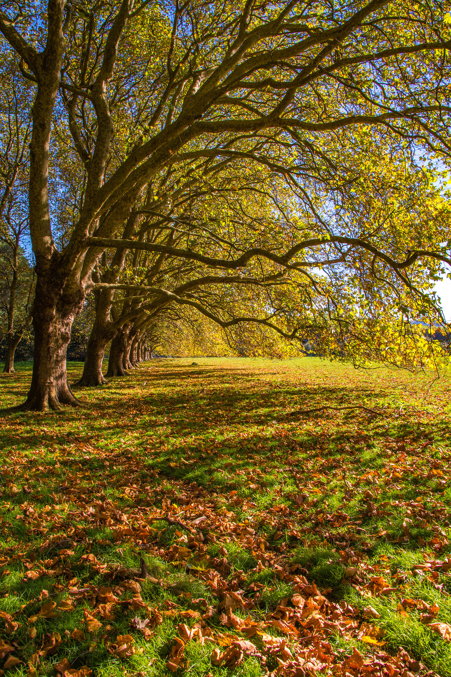 Avenue of Oaks | © All rights reserved