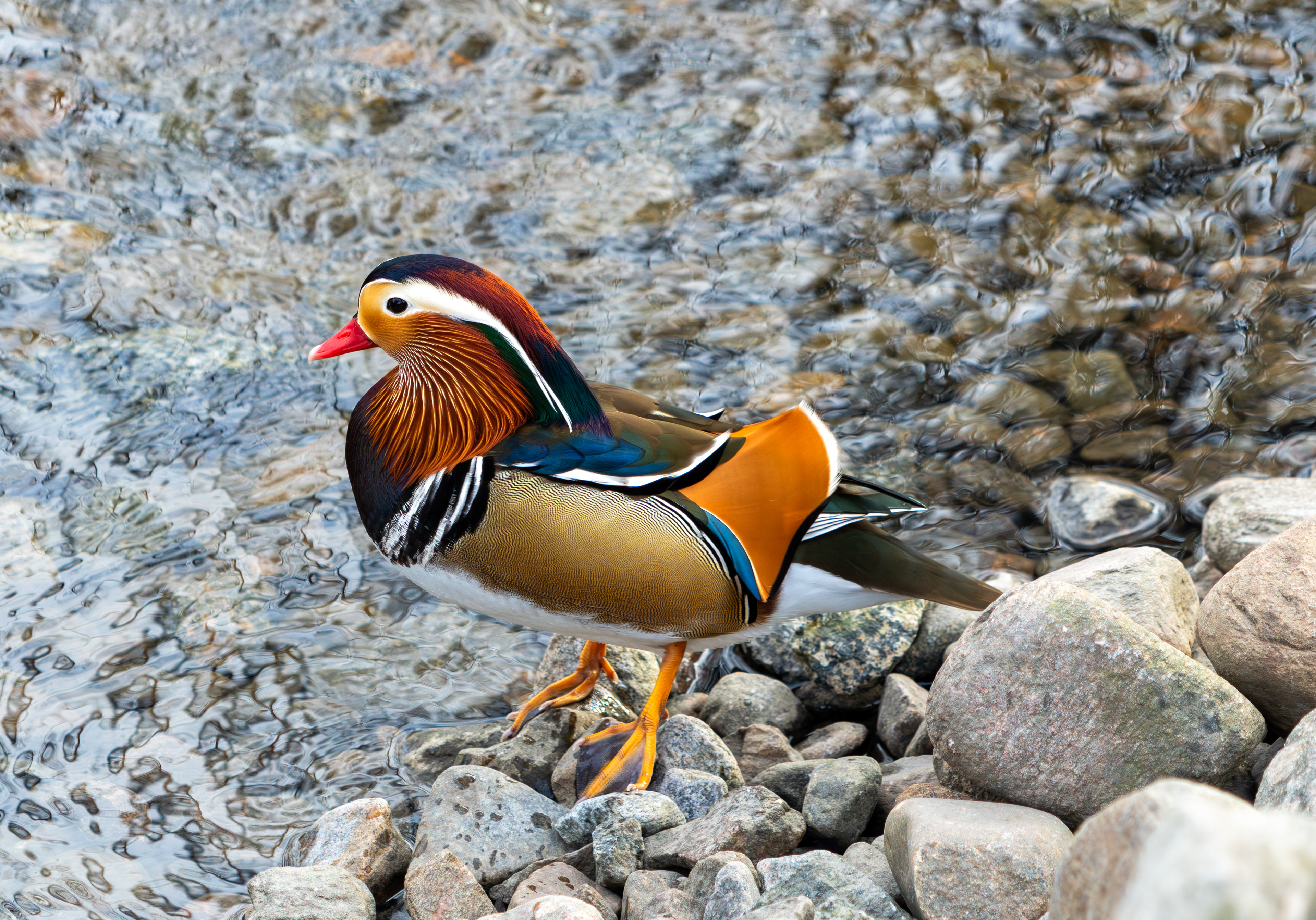 Mandarinand
