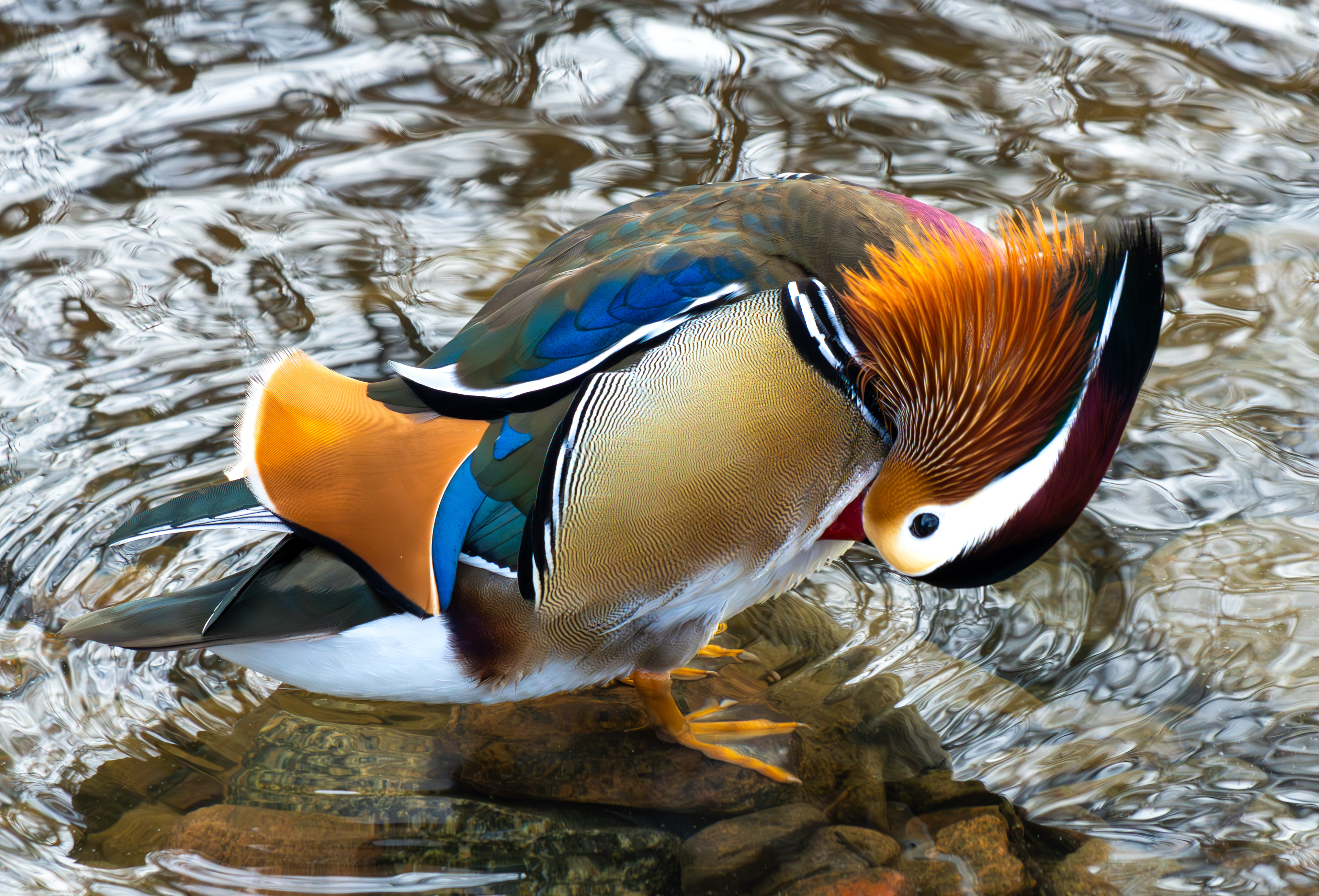 Mandarinand
