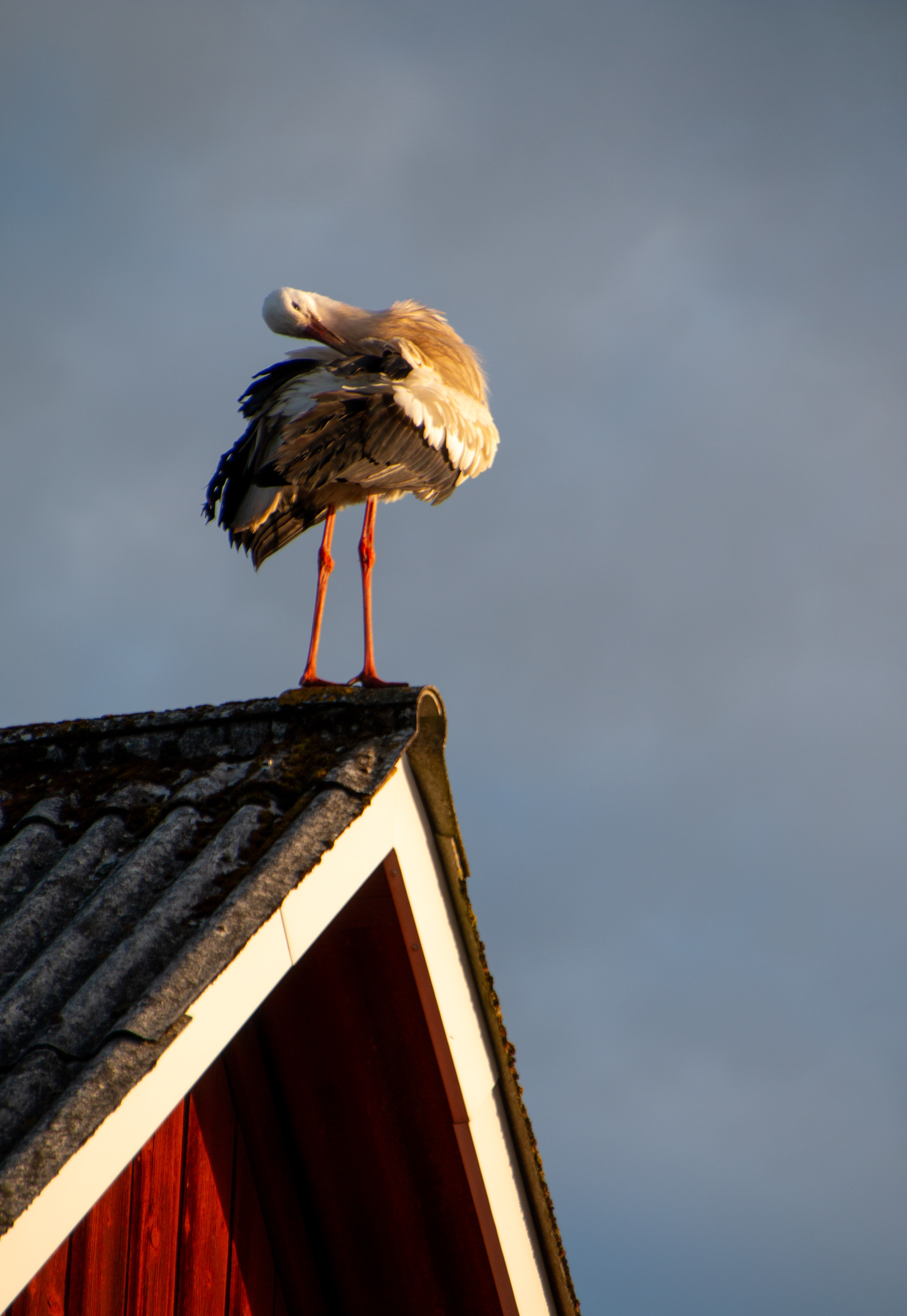 Stork