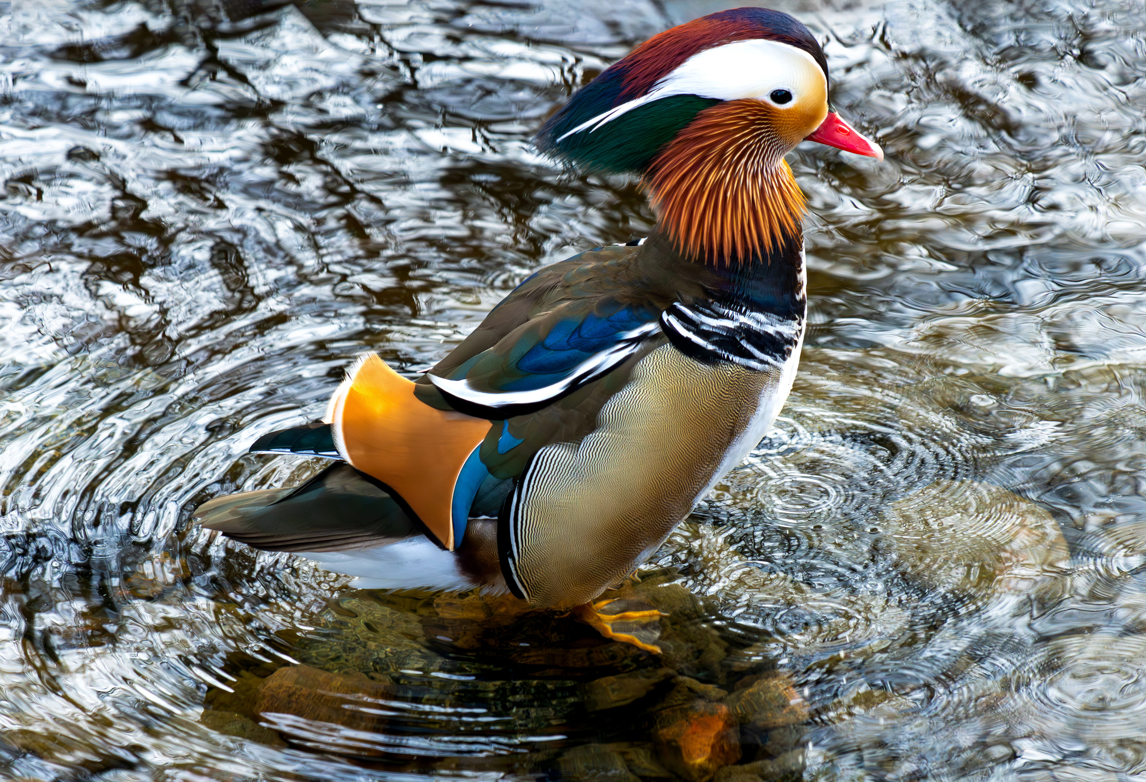Mandarinand