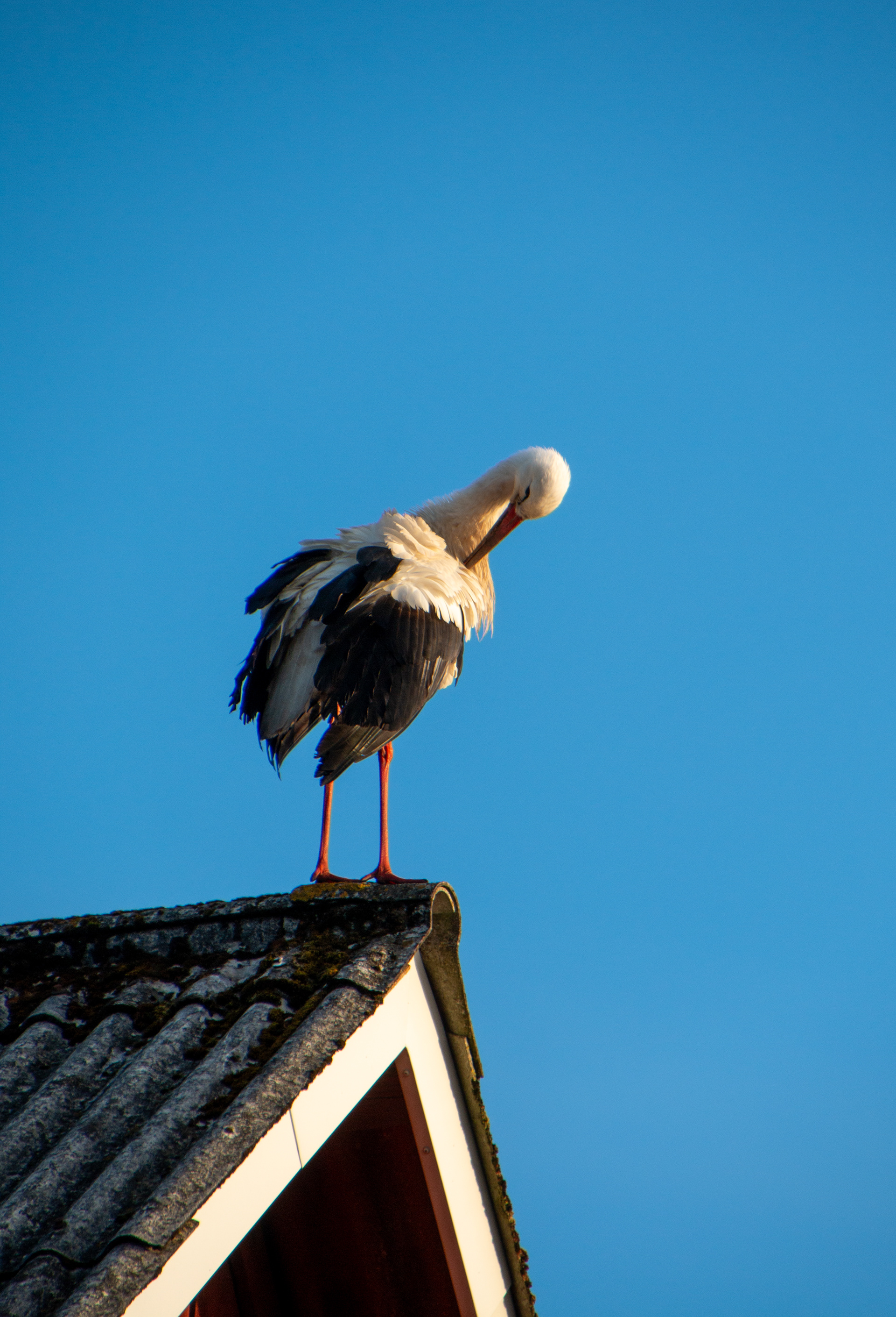 Stork