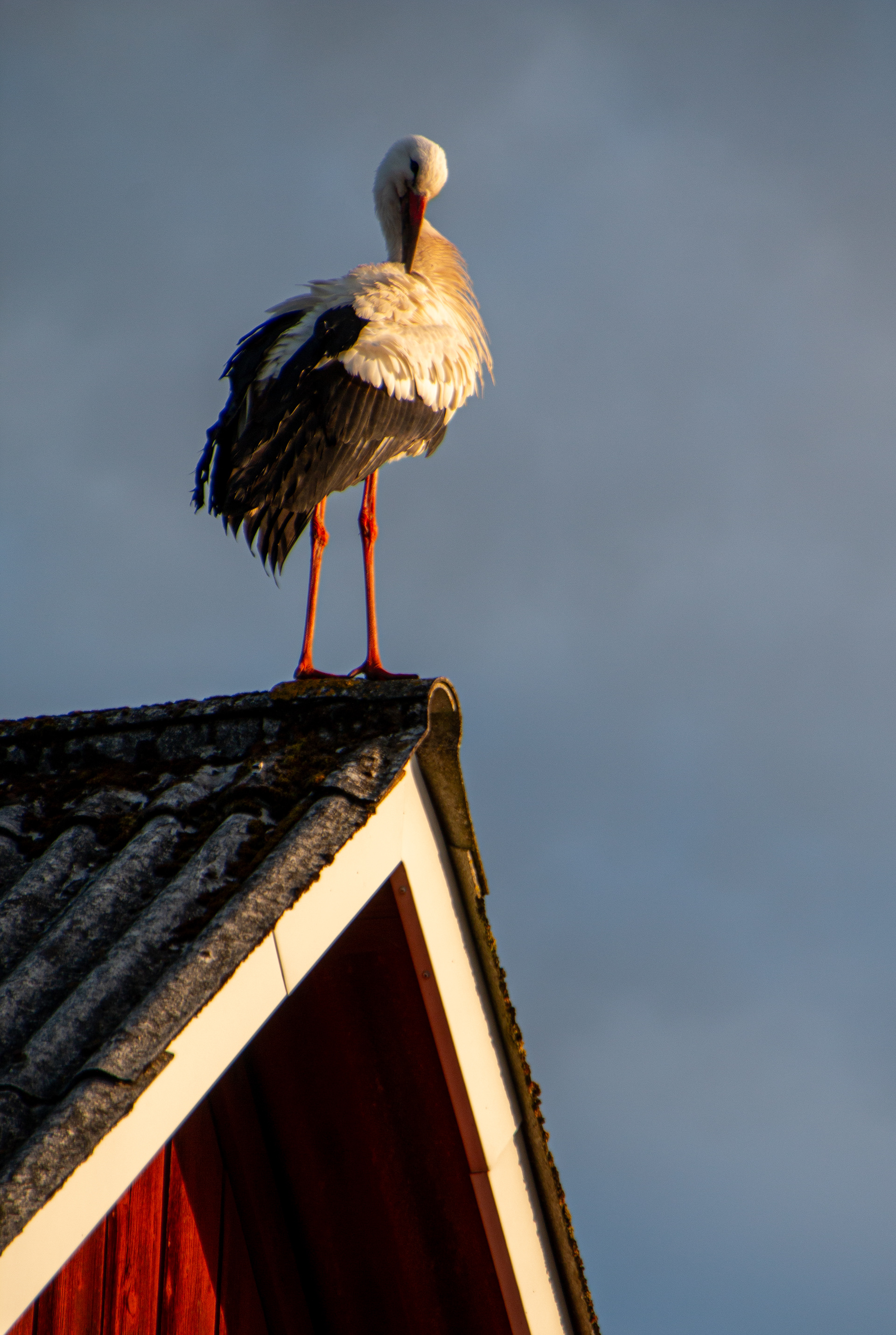 Stork