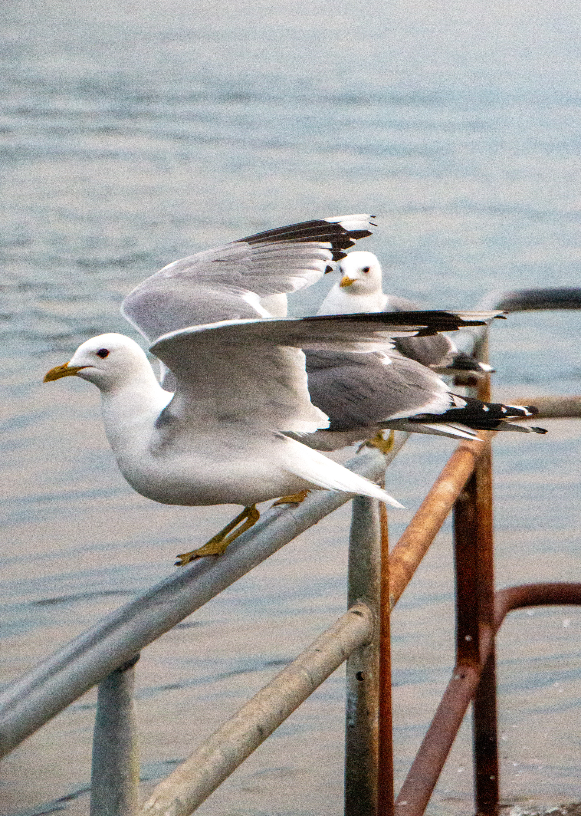Fiskmåsar