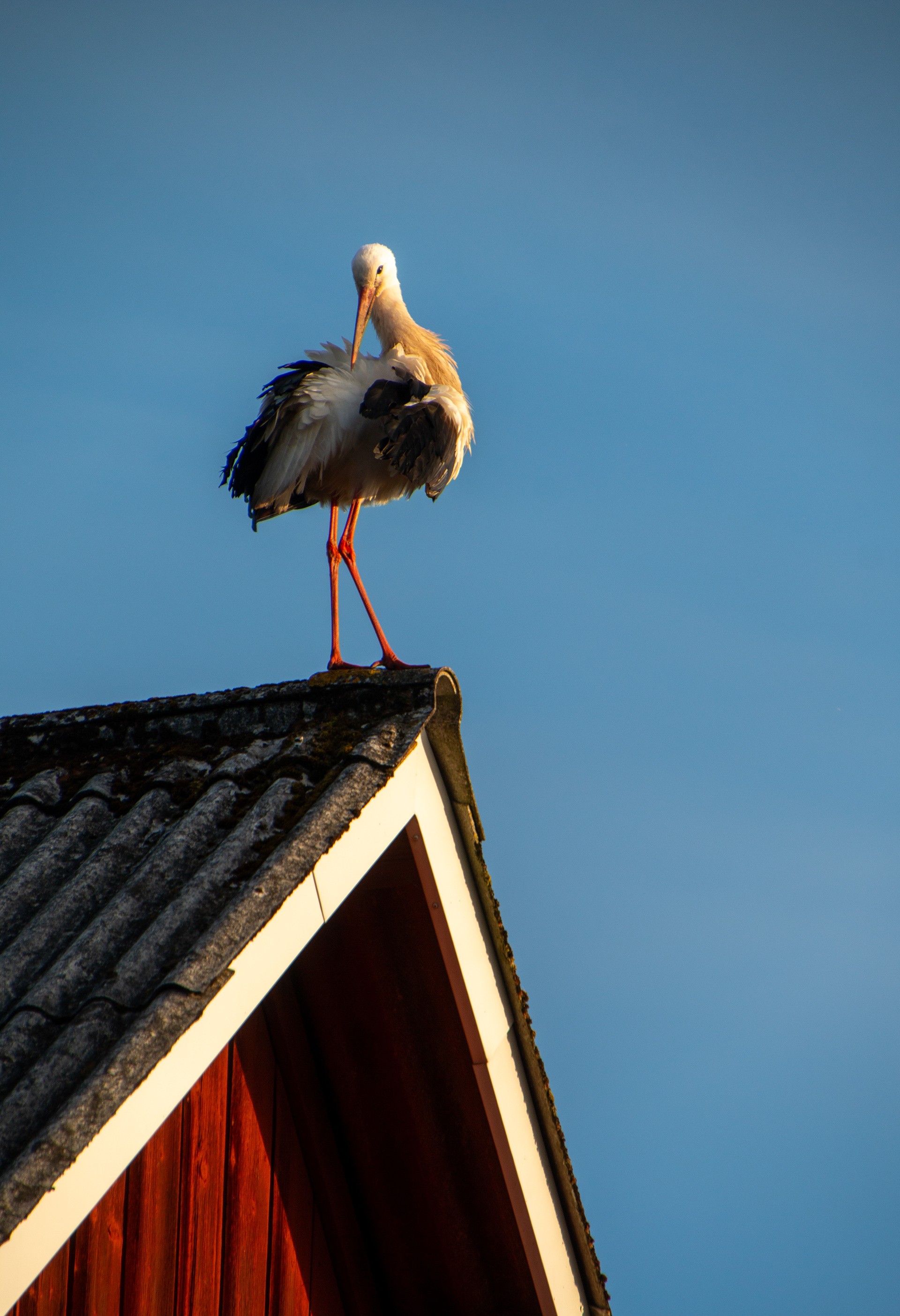 Stork
