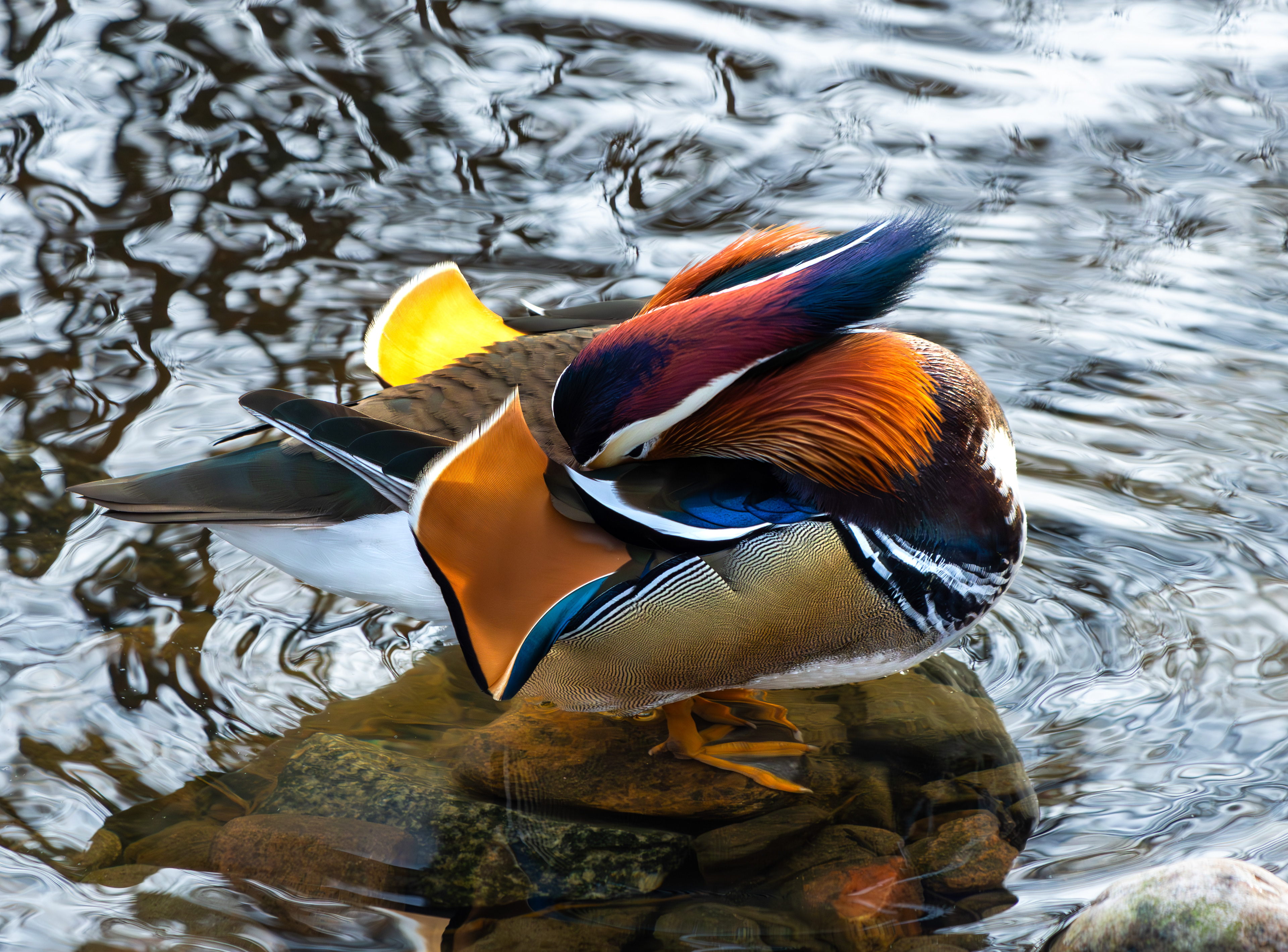 Mandarinand
