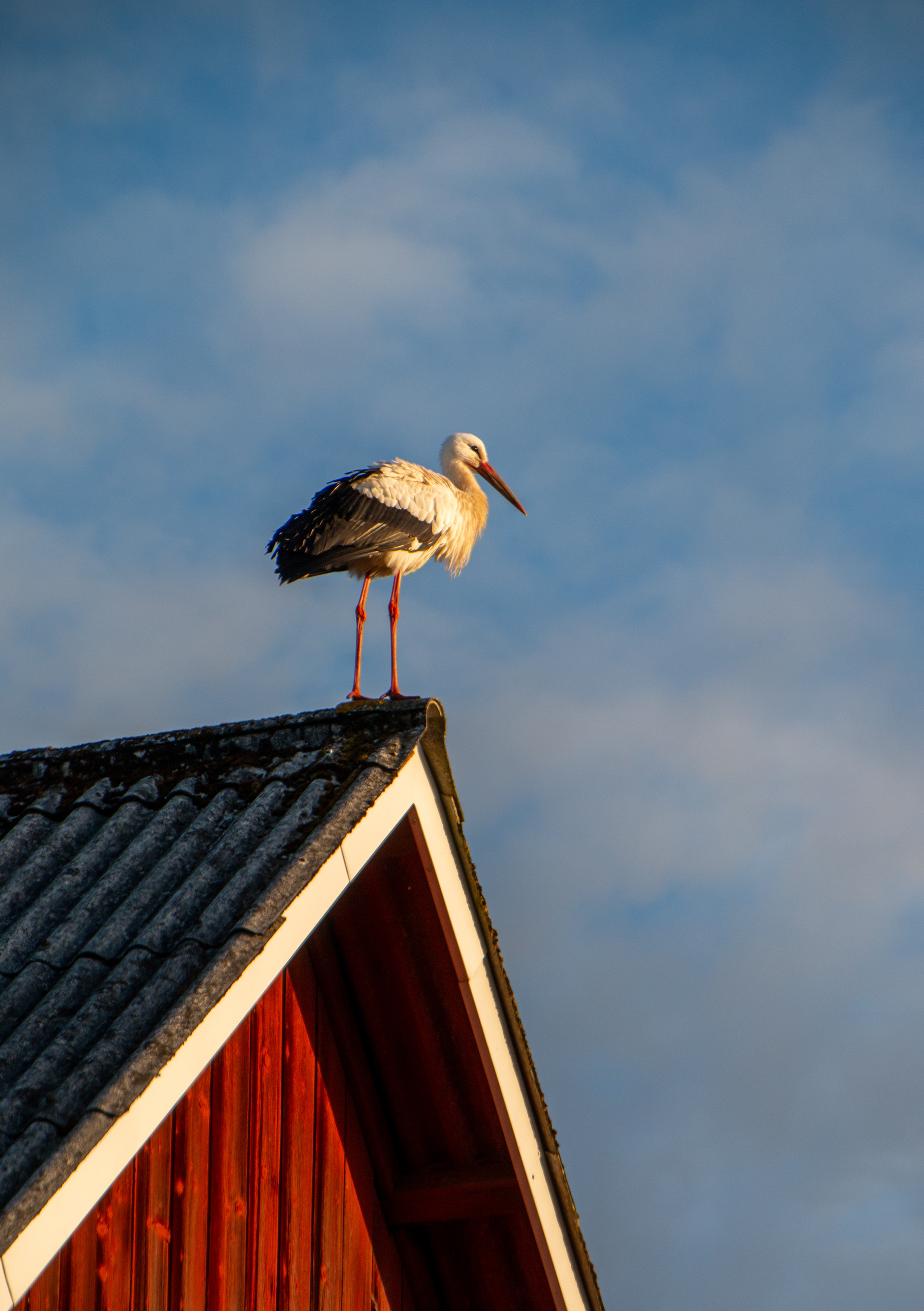 Stork