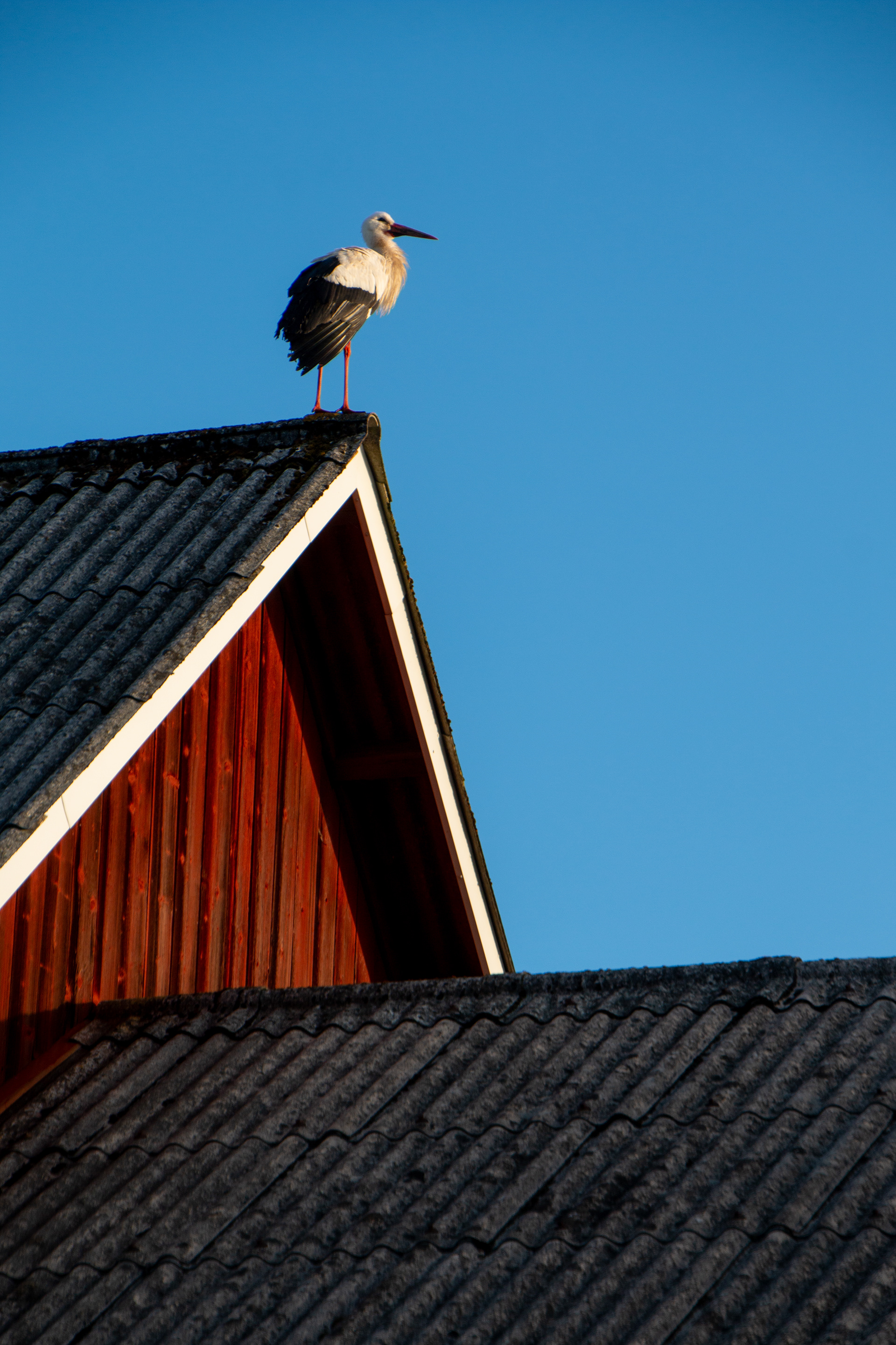 Stork