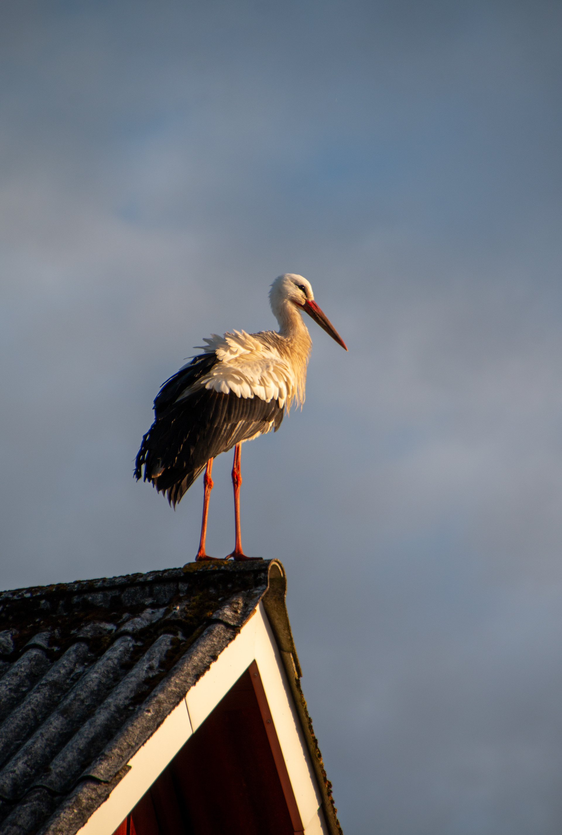Stork