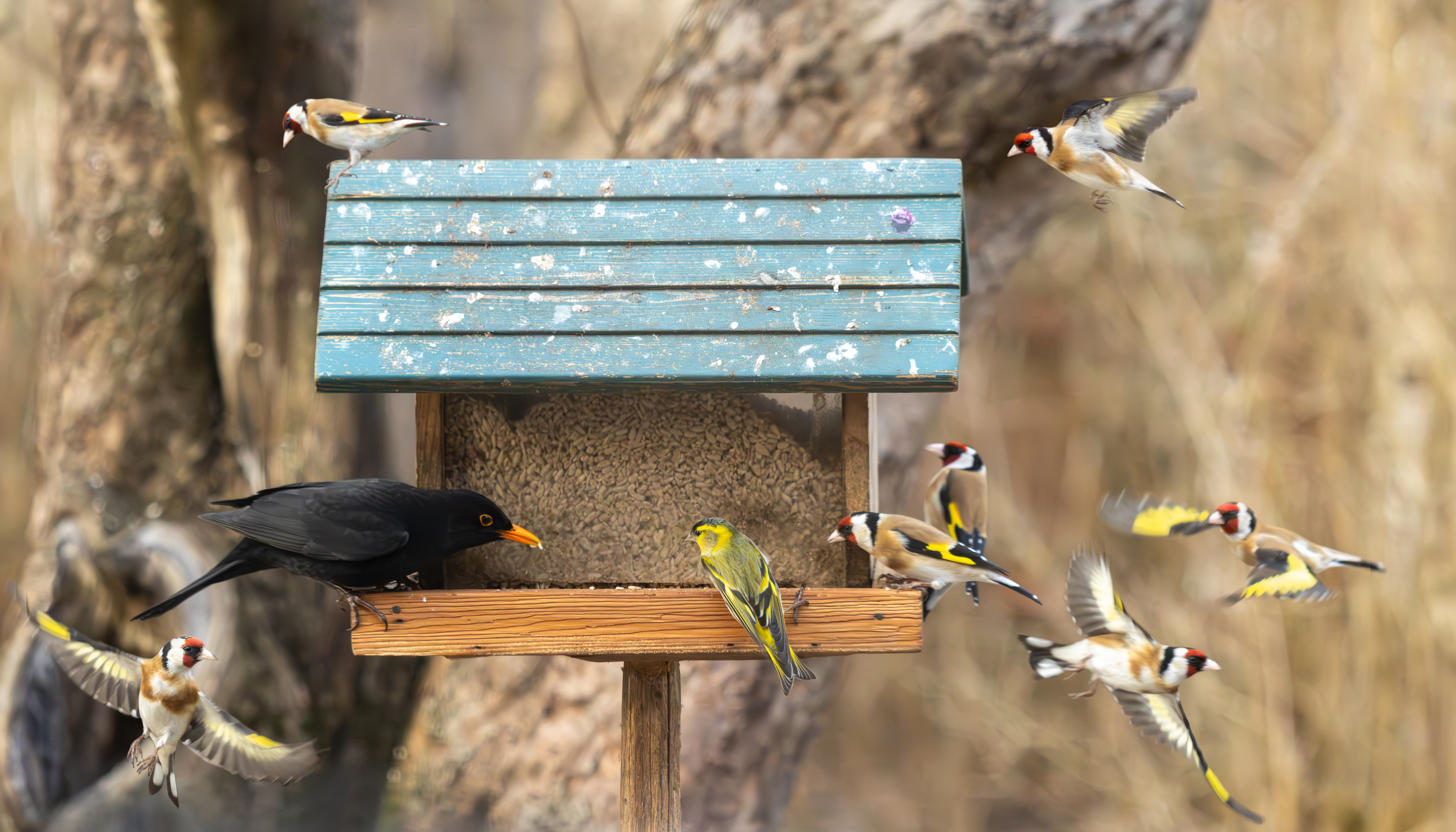 Koltrasten och Grönsiskan kalasar med en flock Steglitser
