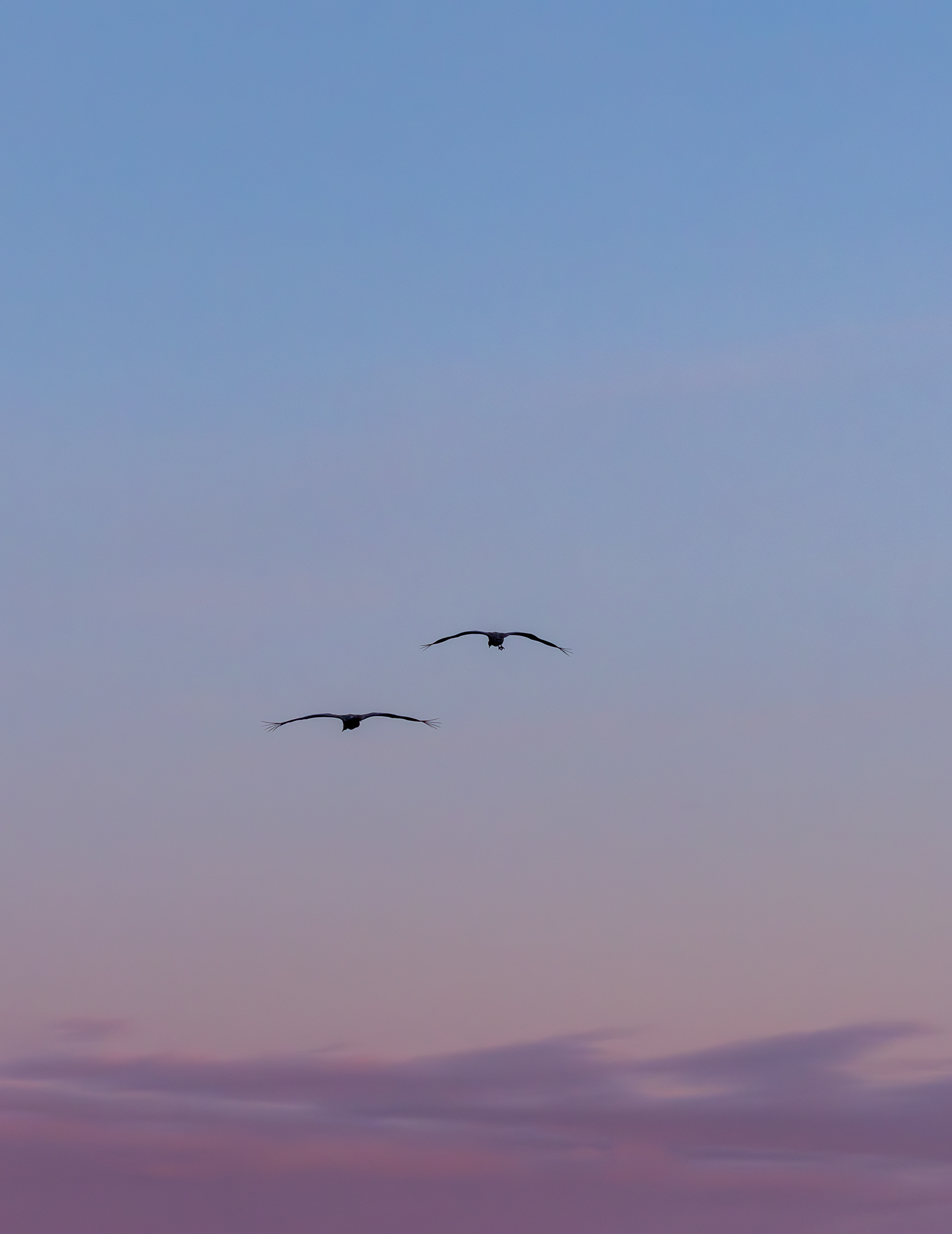 Tranor på inflygning