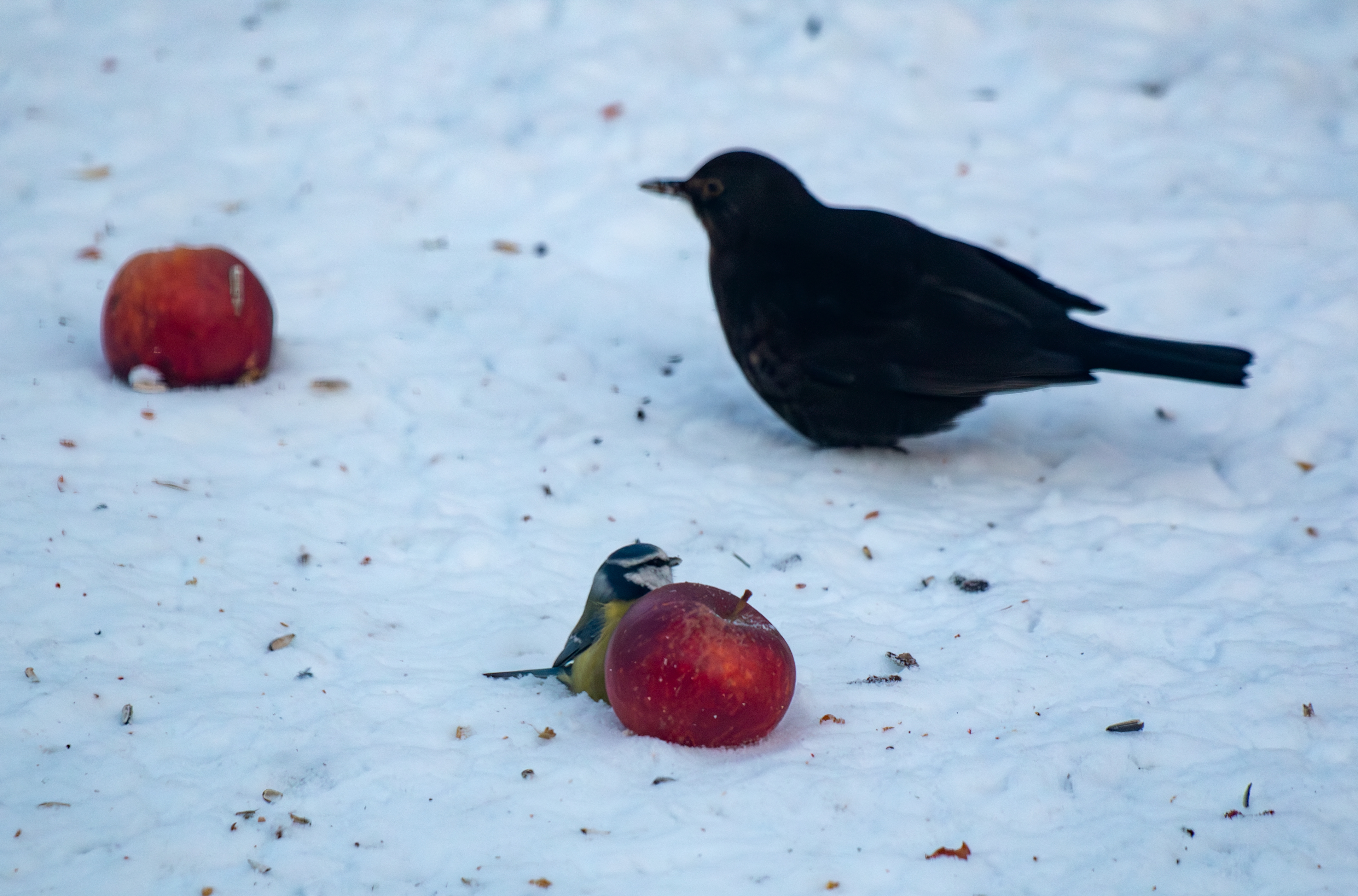 Koltrast och Blåmes