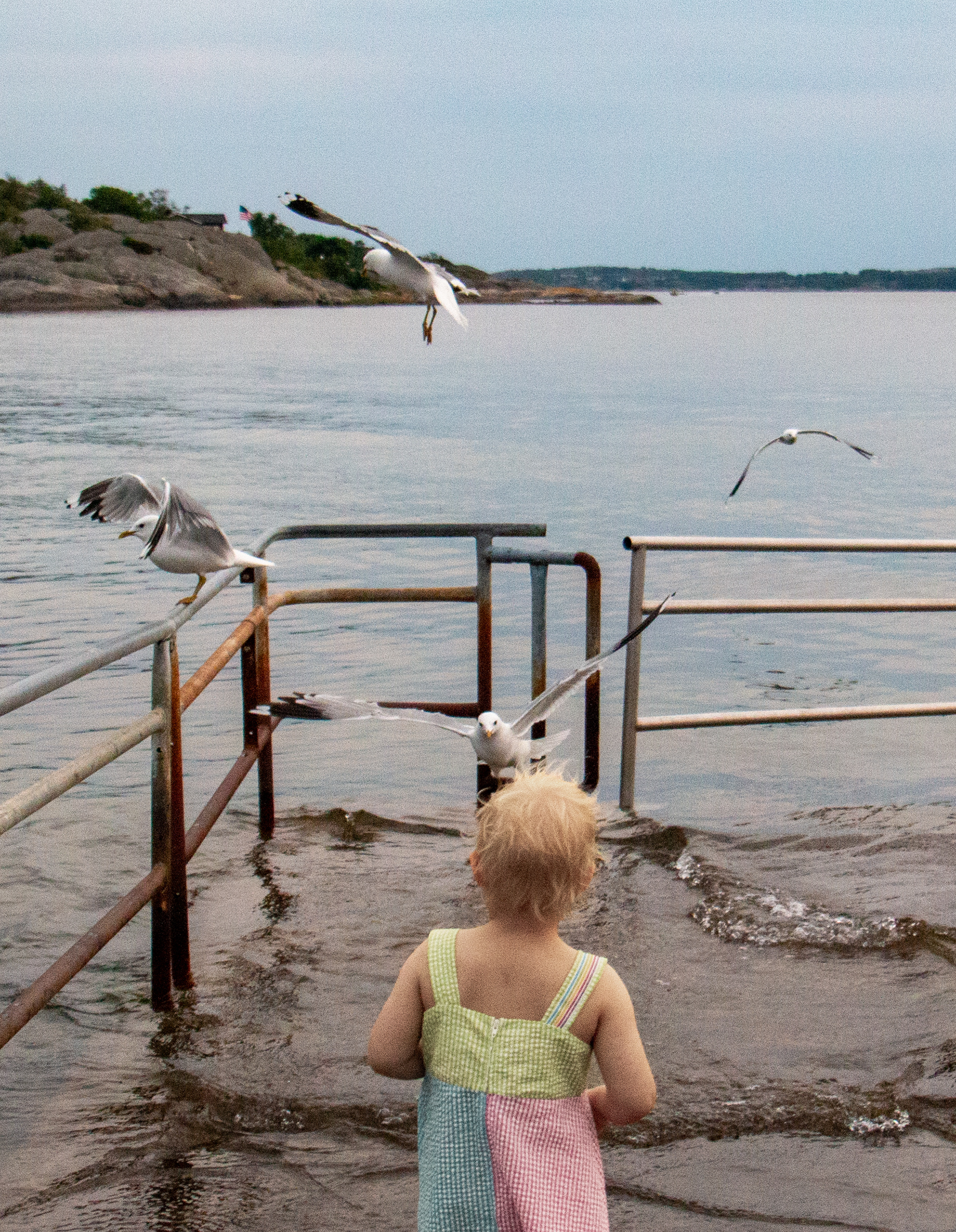 Wynja och Fiskmåsarna