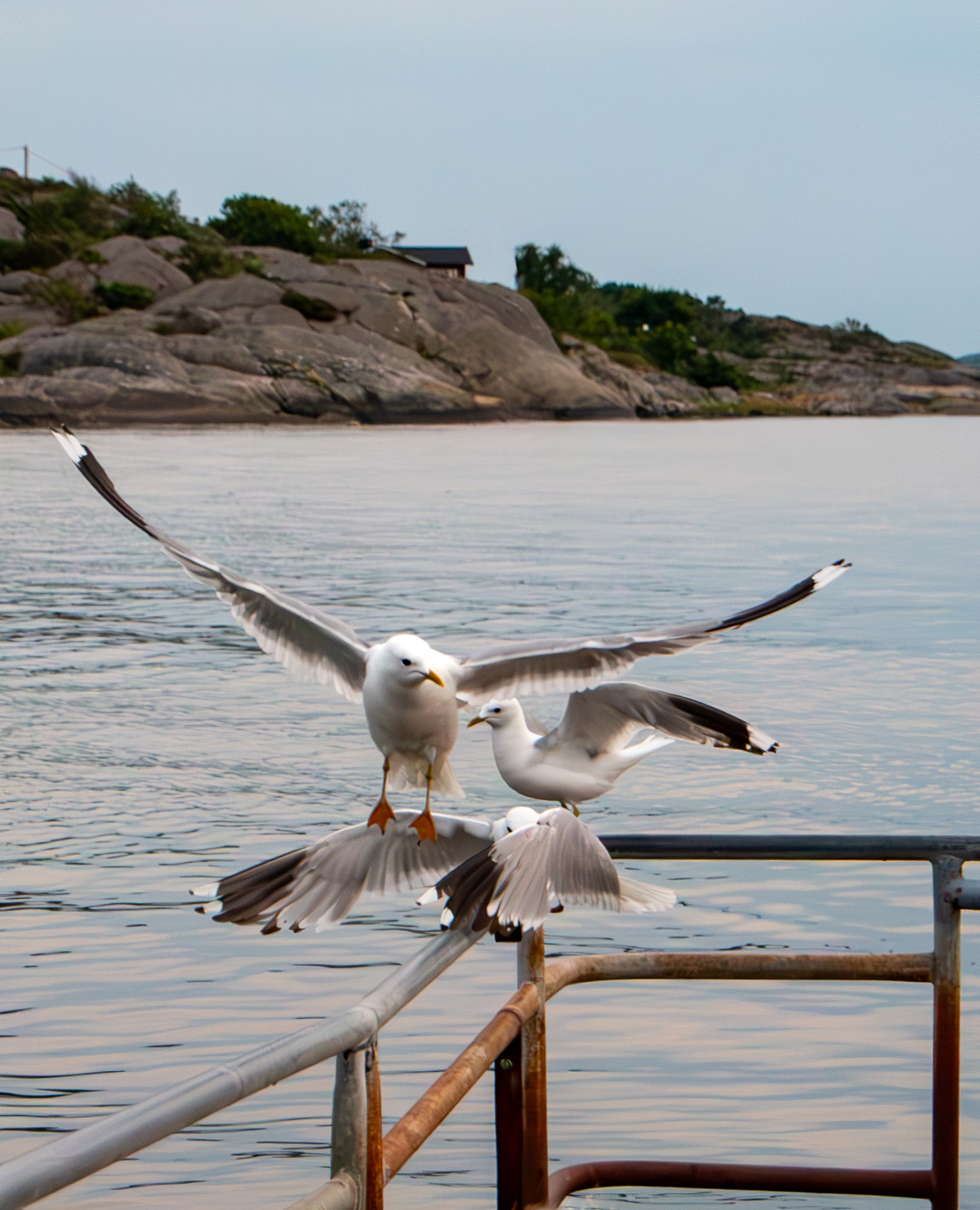 Fiskmåsar
