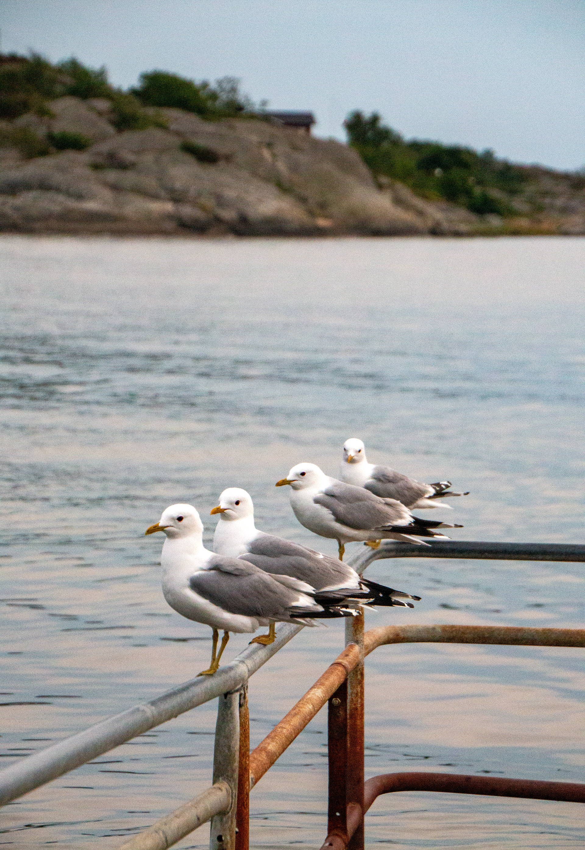 Fiskmåsar