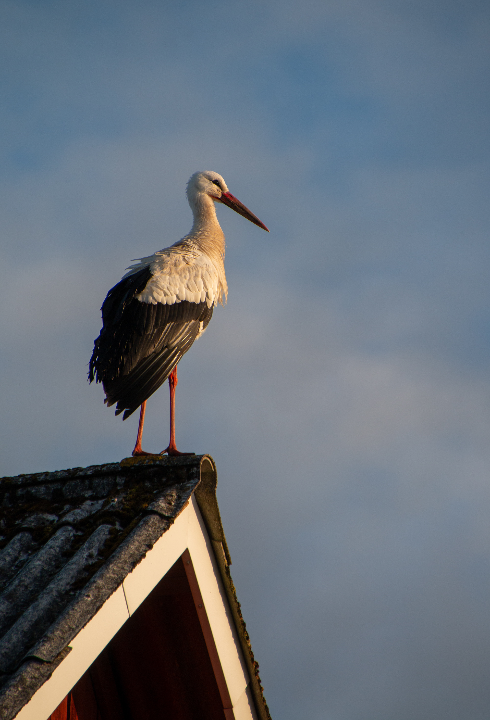 Stork