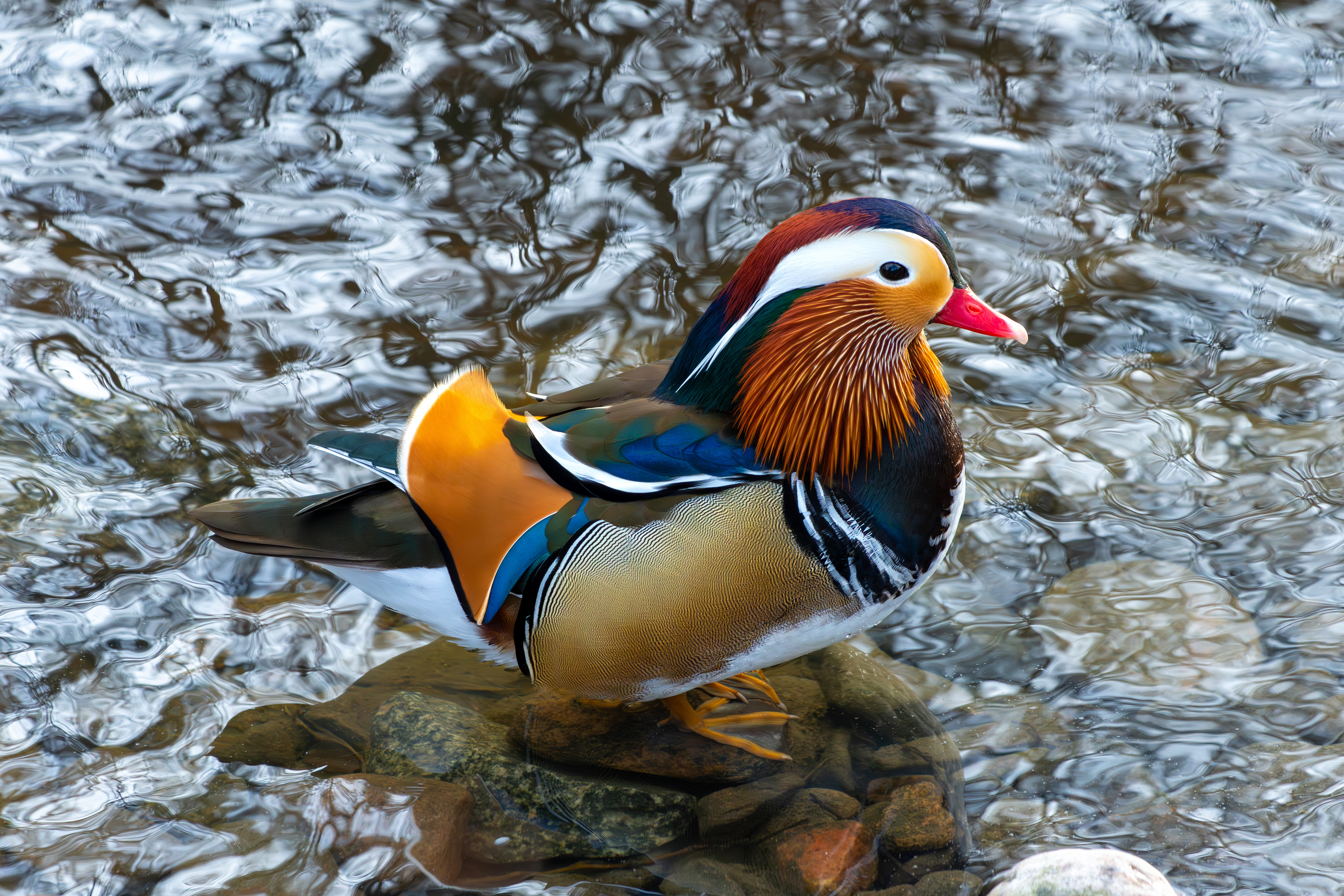 Mandarinand