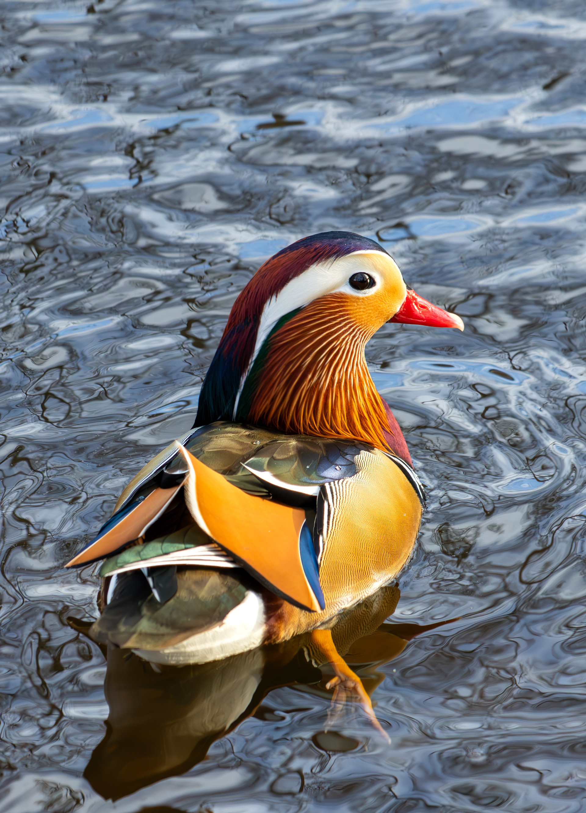 Mandarinand