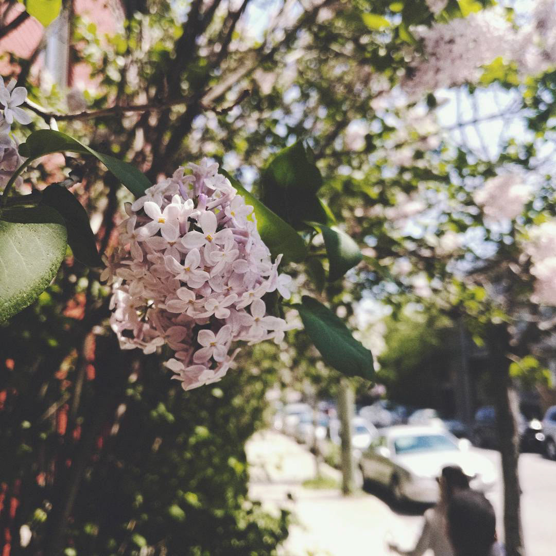 Fleur