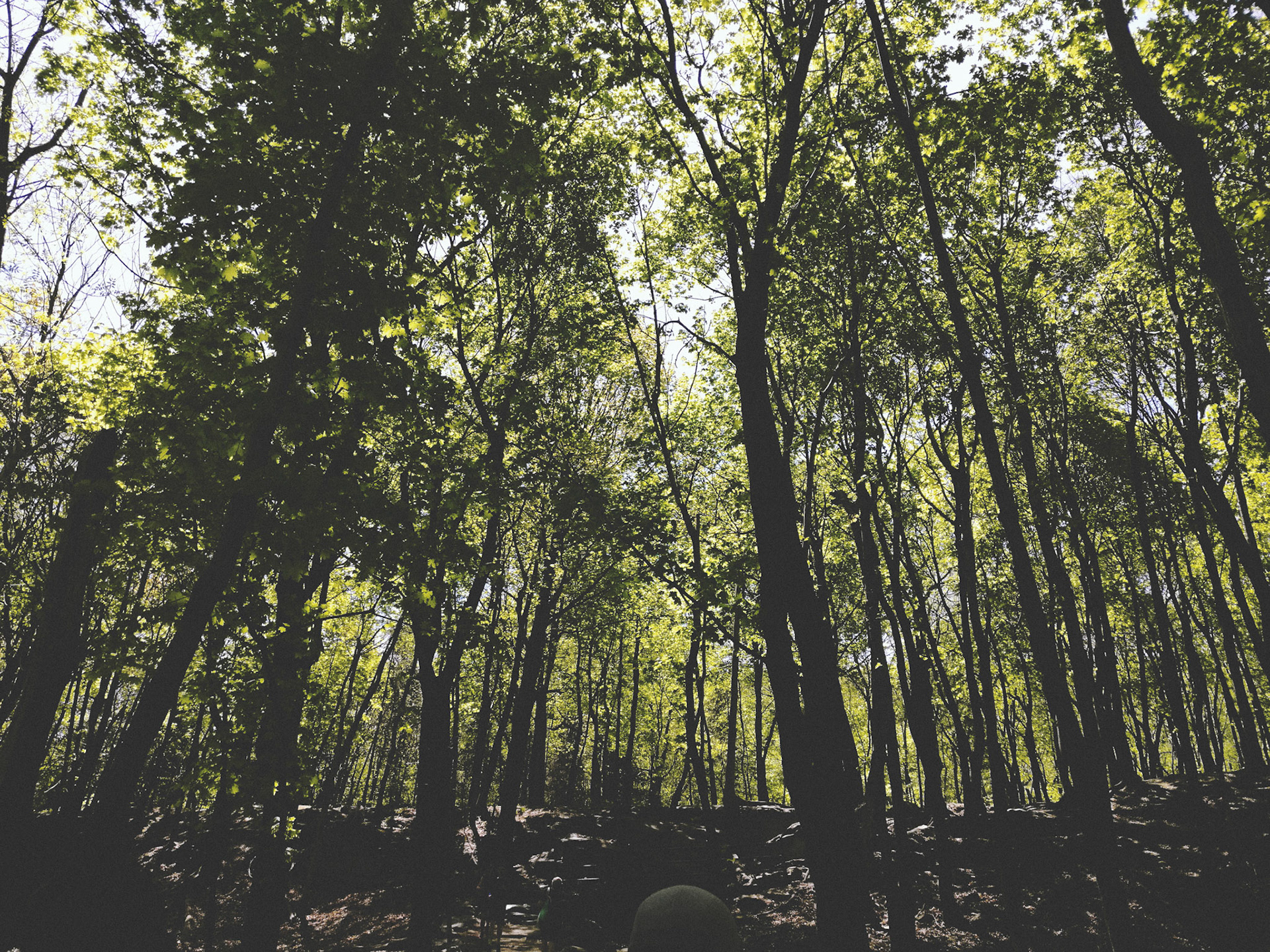 Forest deep
