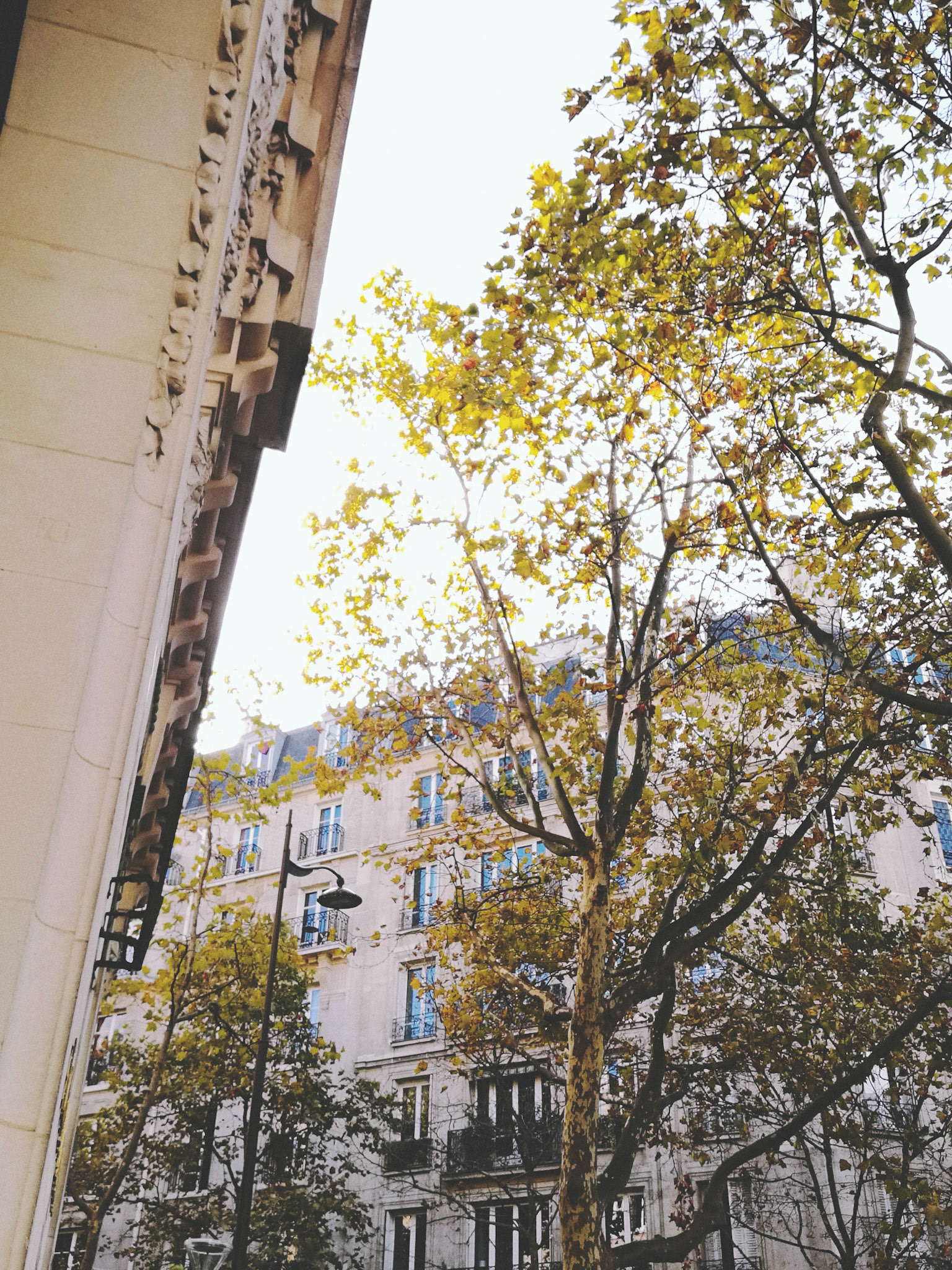 Paris is a forest