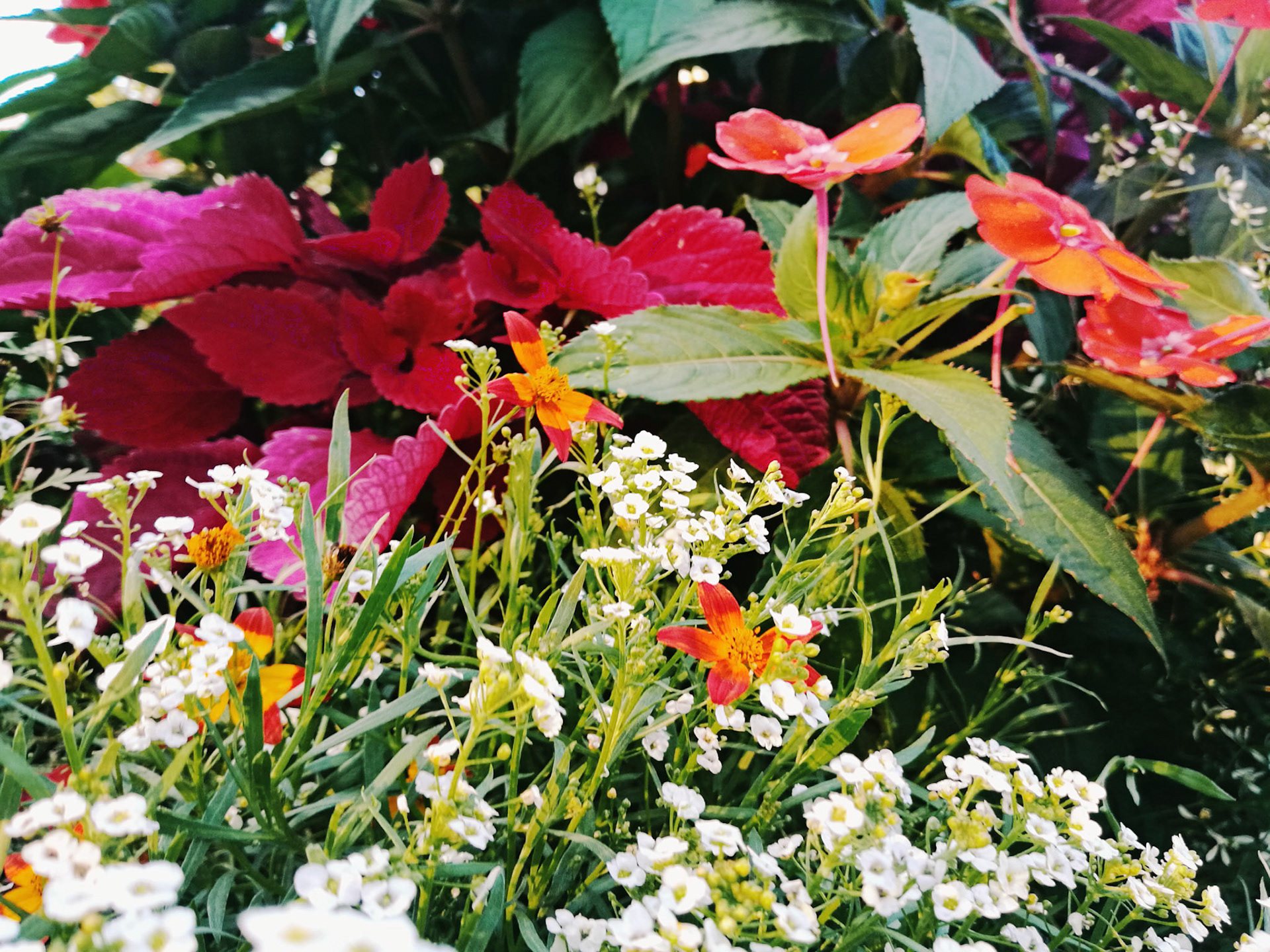 Vivid Flower