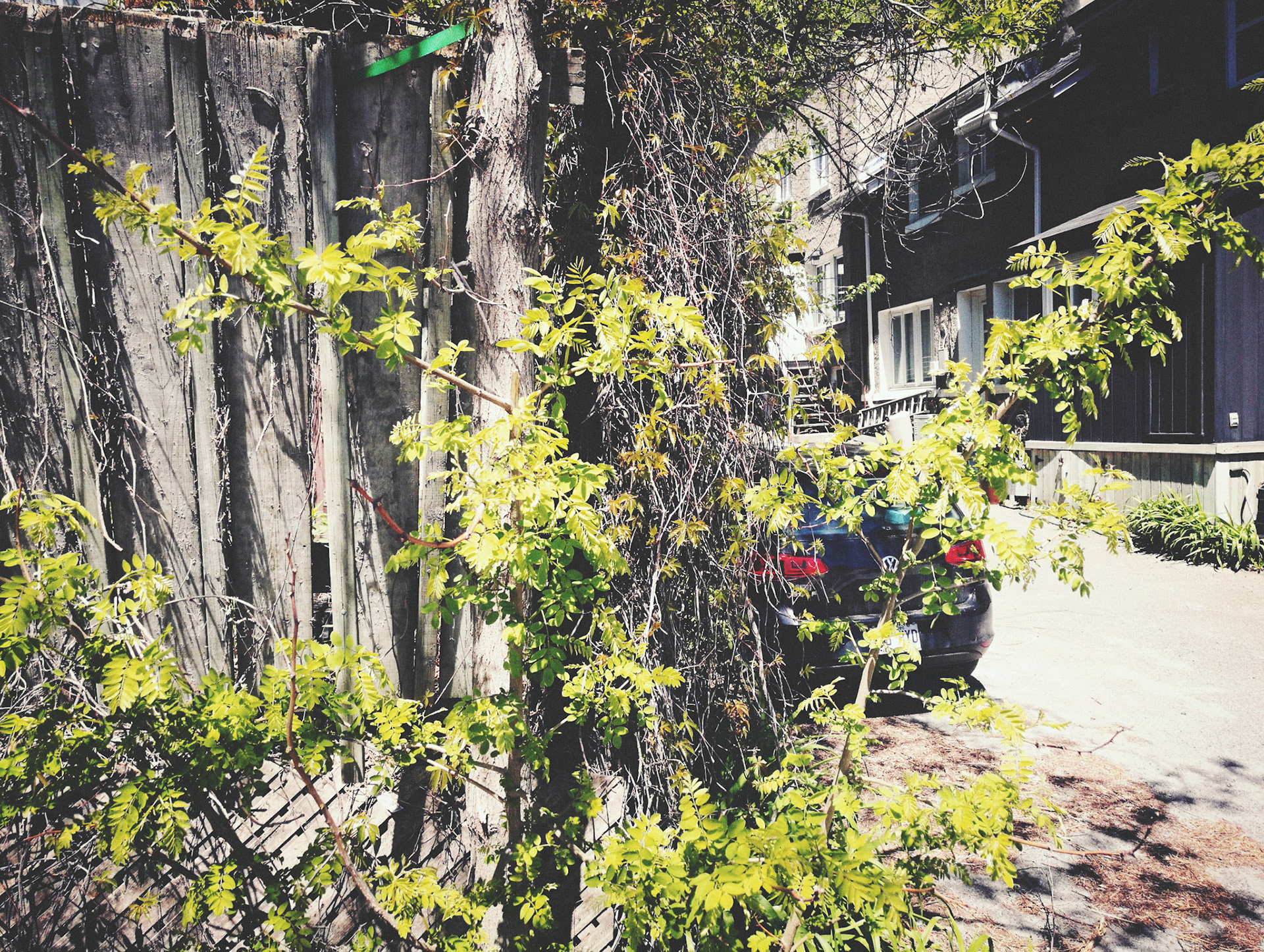 Tree