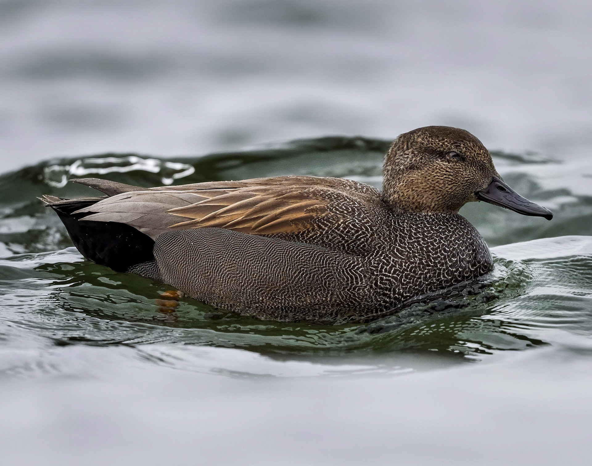 Male Gadwall - Burlington
