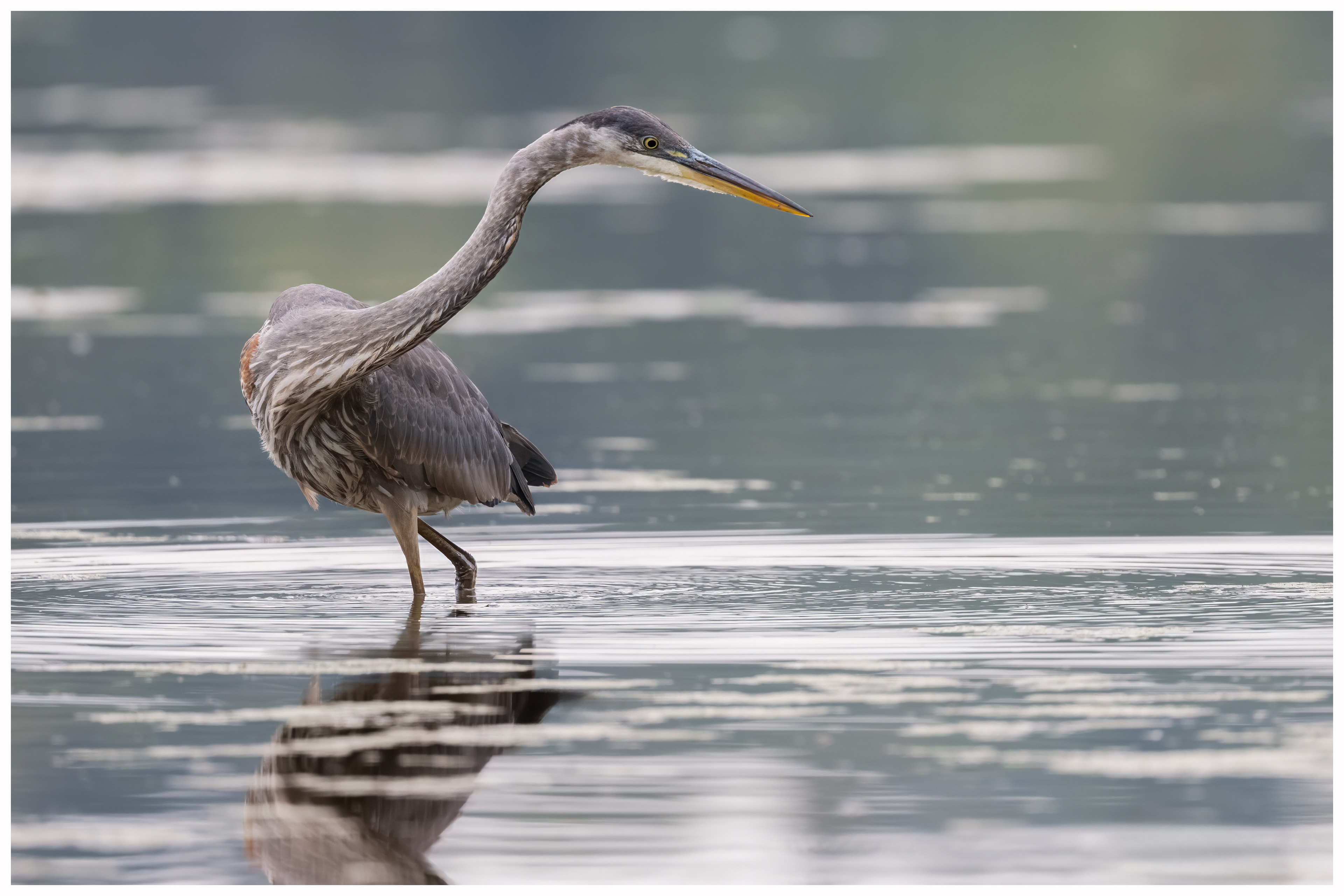 Great Blue Heron - RBG