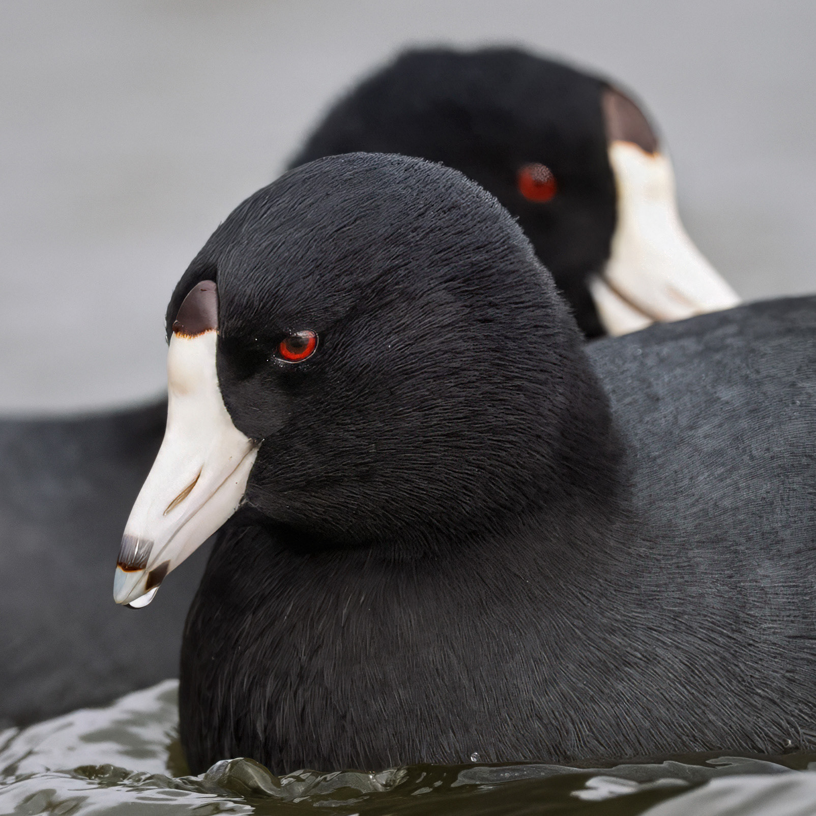 American Coots - LaSalle Park