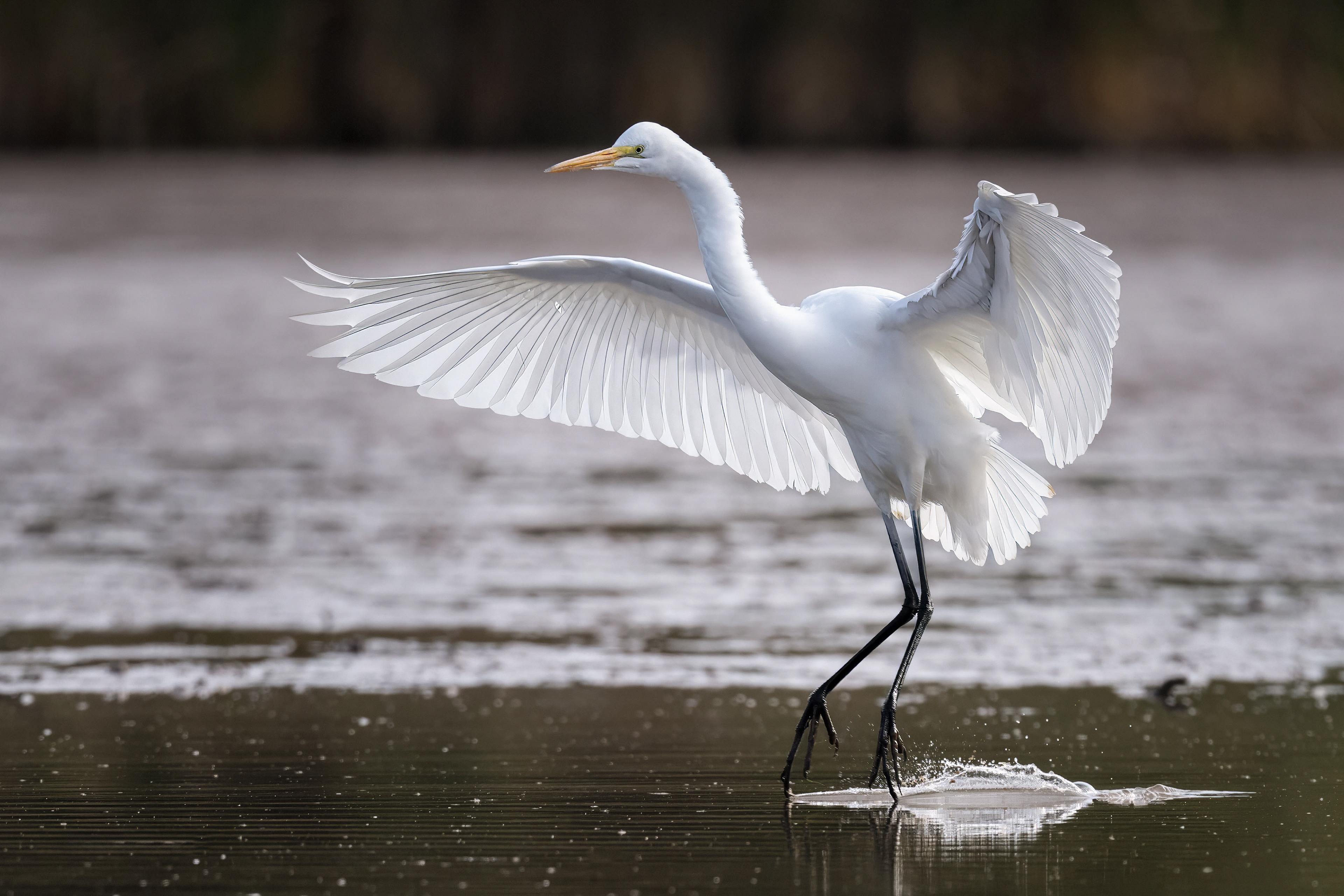 Great Egret - RBG