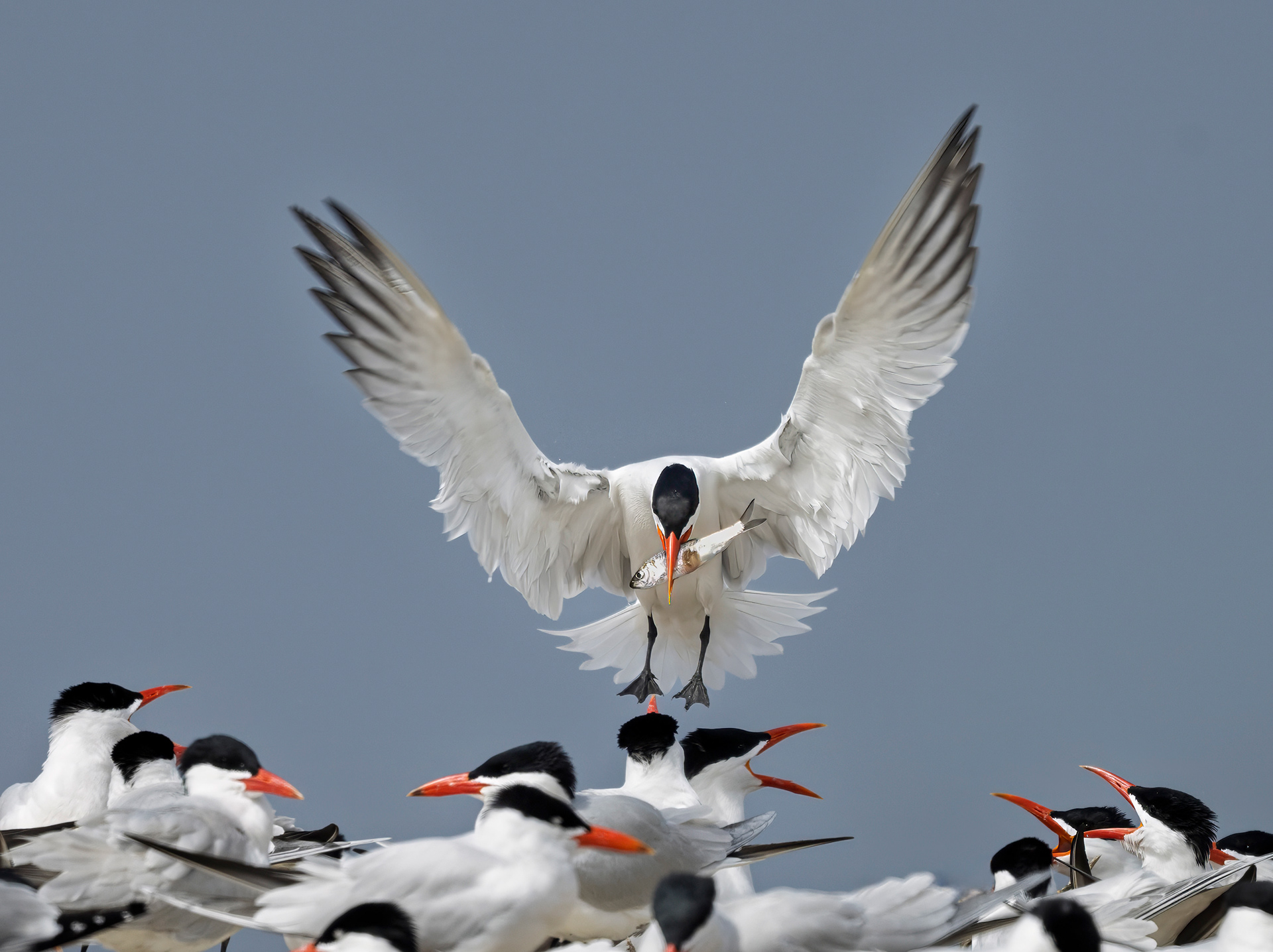 Caspian Tern - Burlington