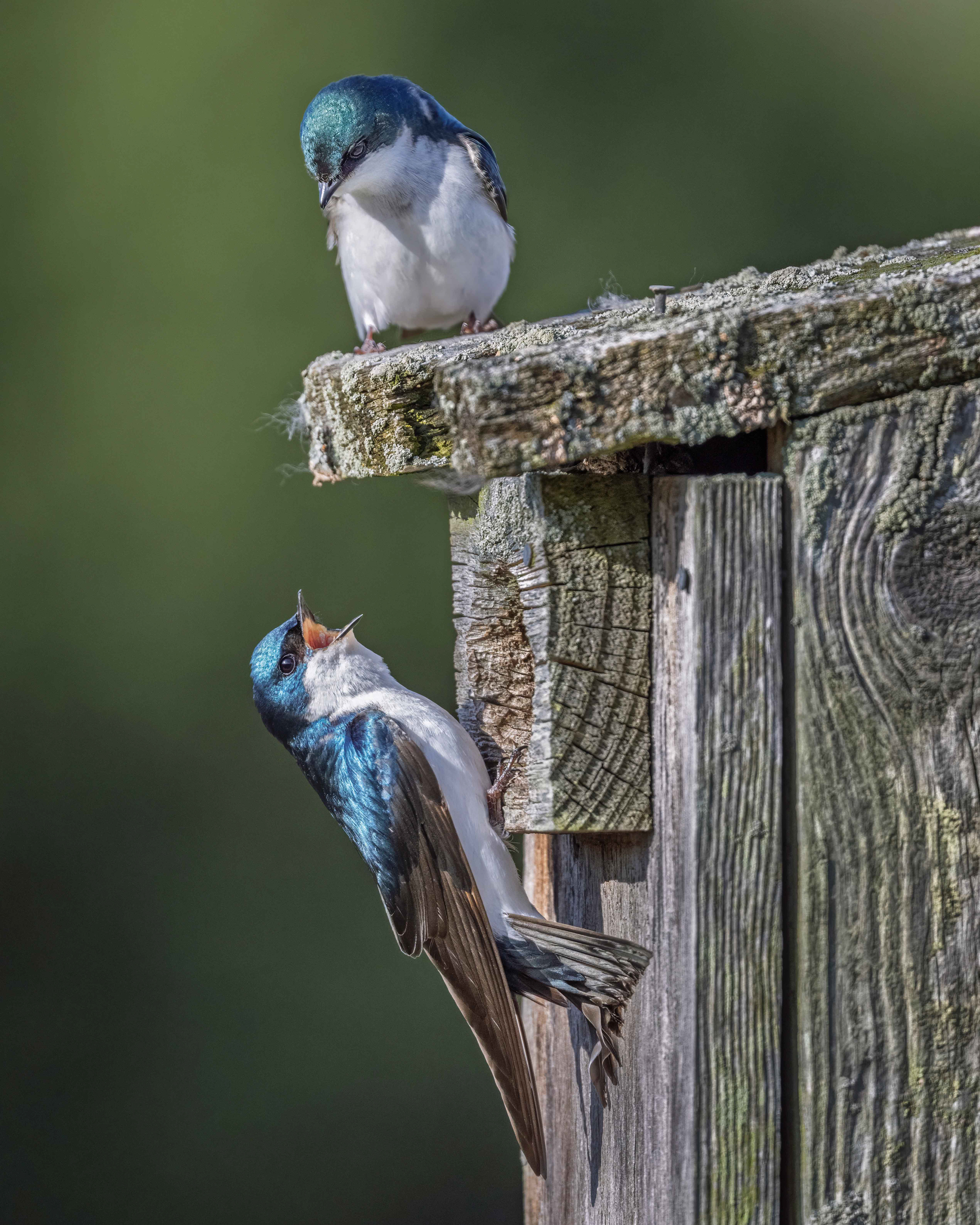 Tree Swallows - RBG