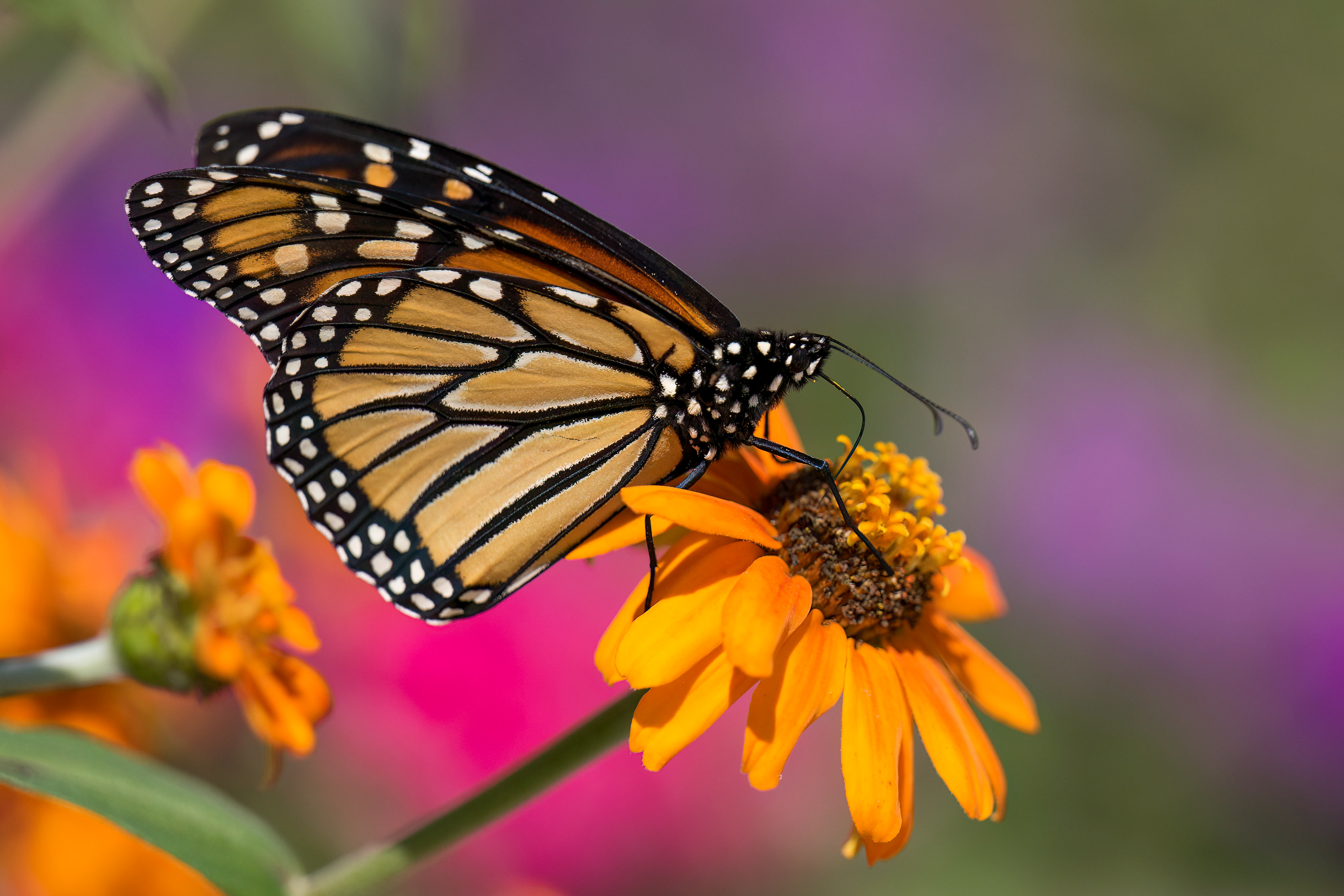 Monarch Butterfly - Burlington