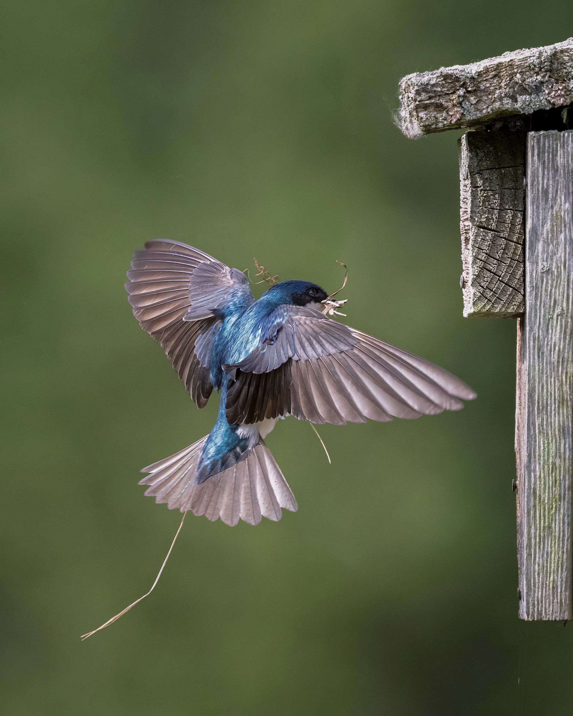 Tree Swallow - RBG