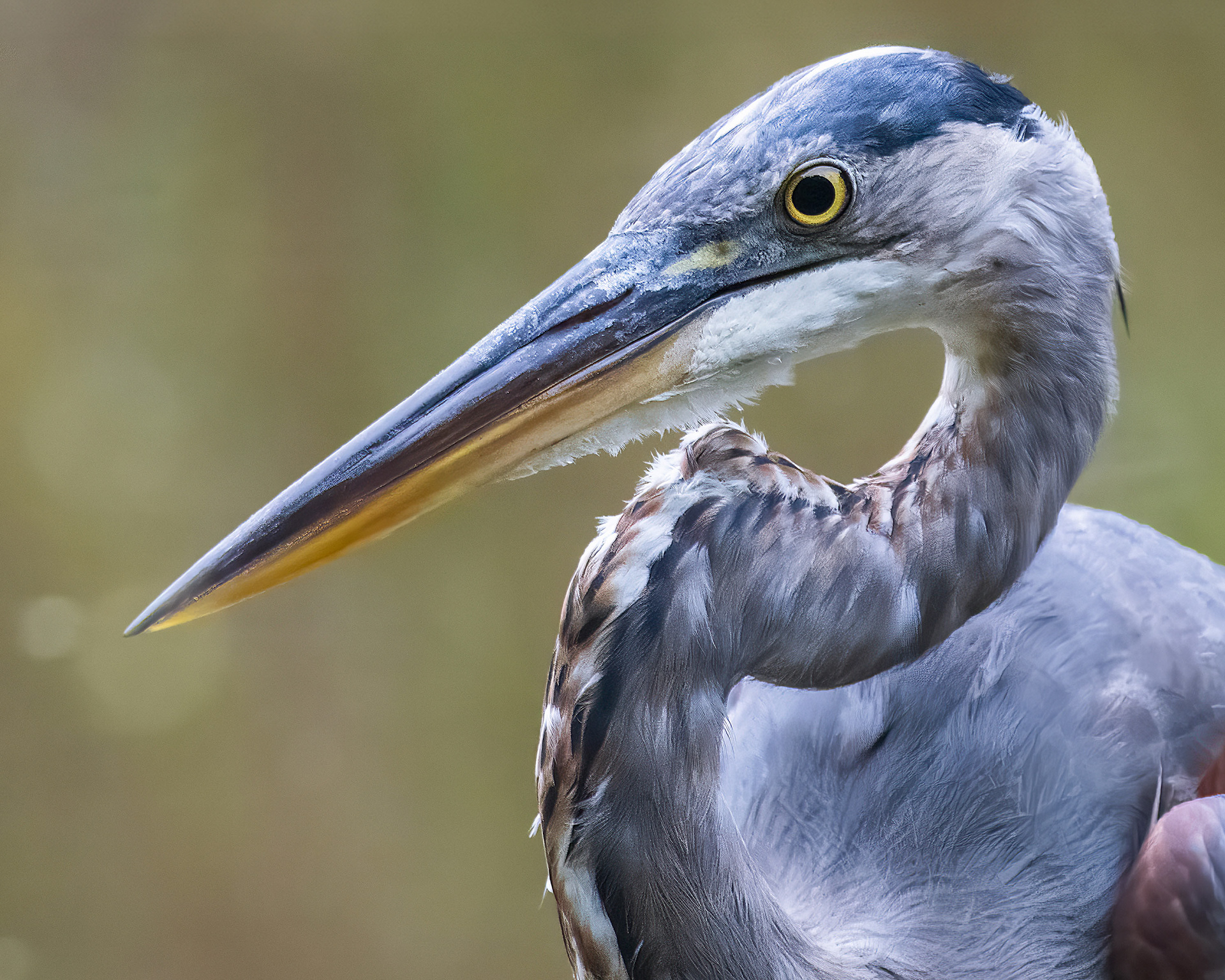 Great Blue Heron - RBG